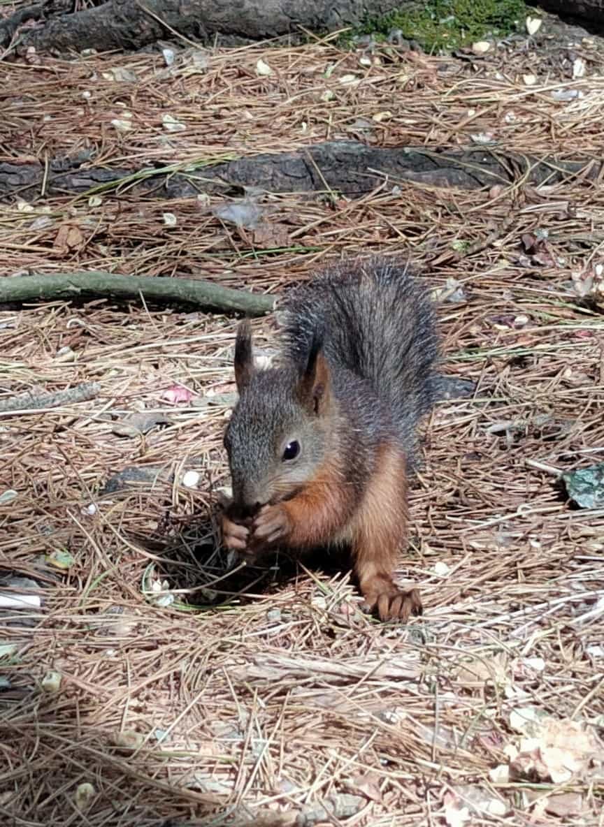 Photo from Tomsk: squirrel.