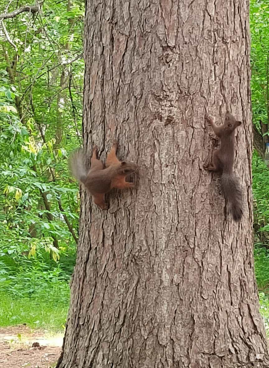 Photo from Tomsk: squirrels.