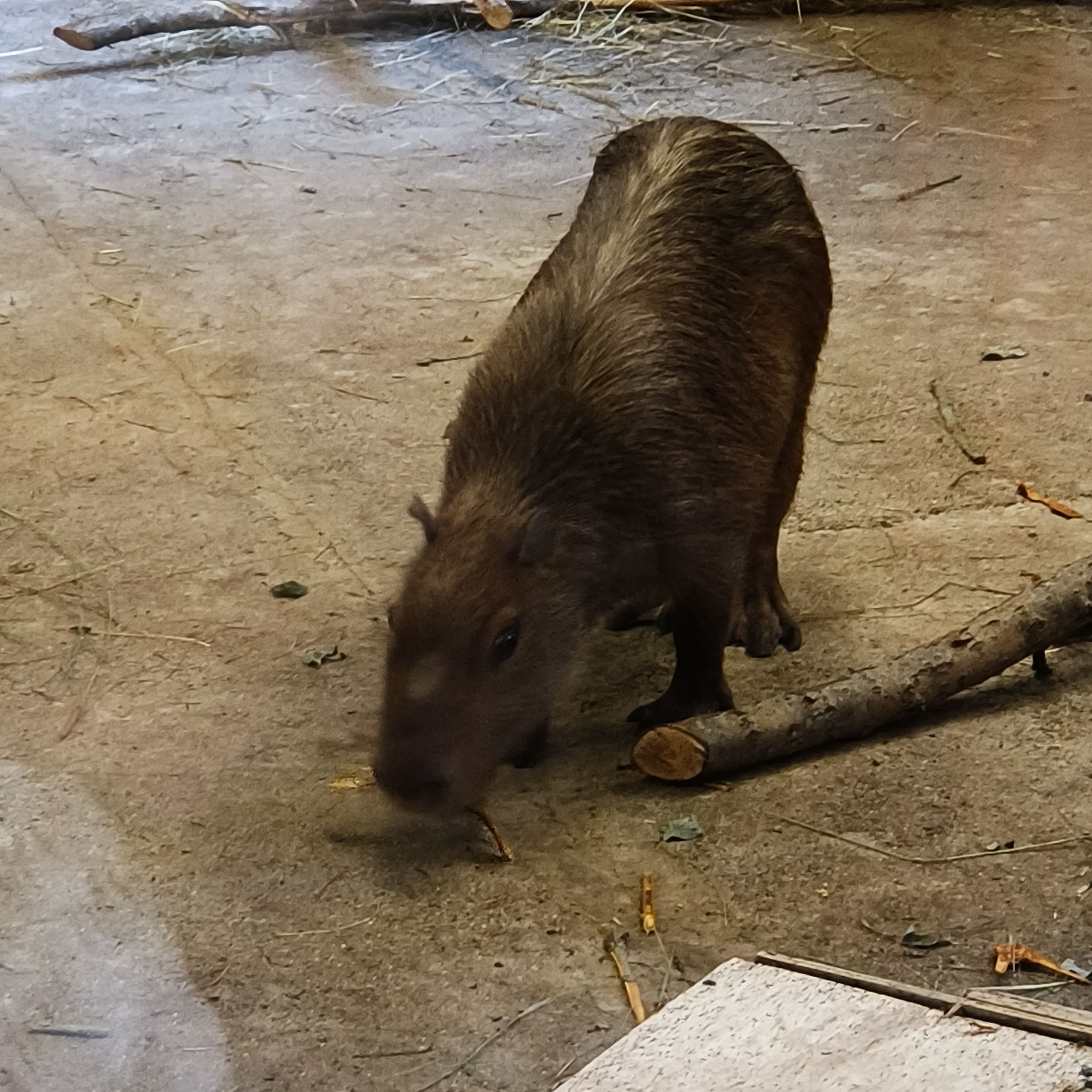 Photo from Kaliningrad: capybara.