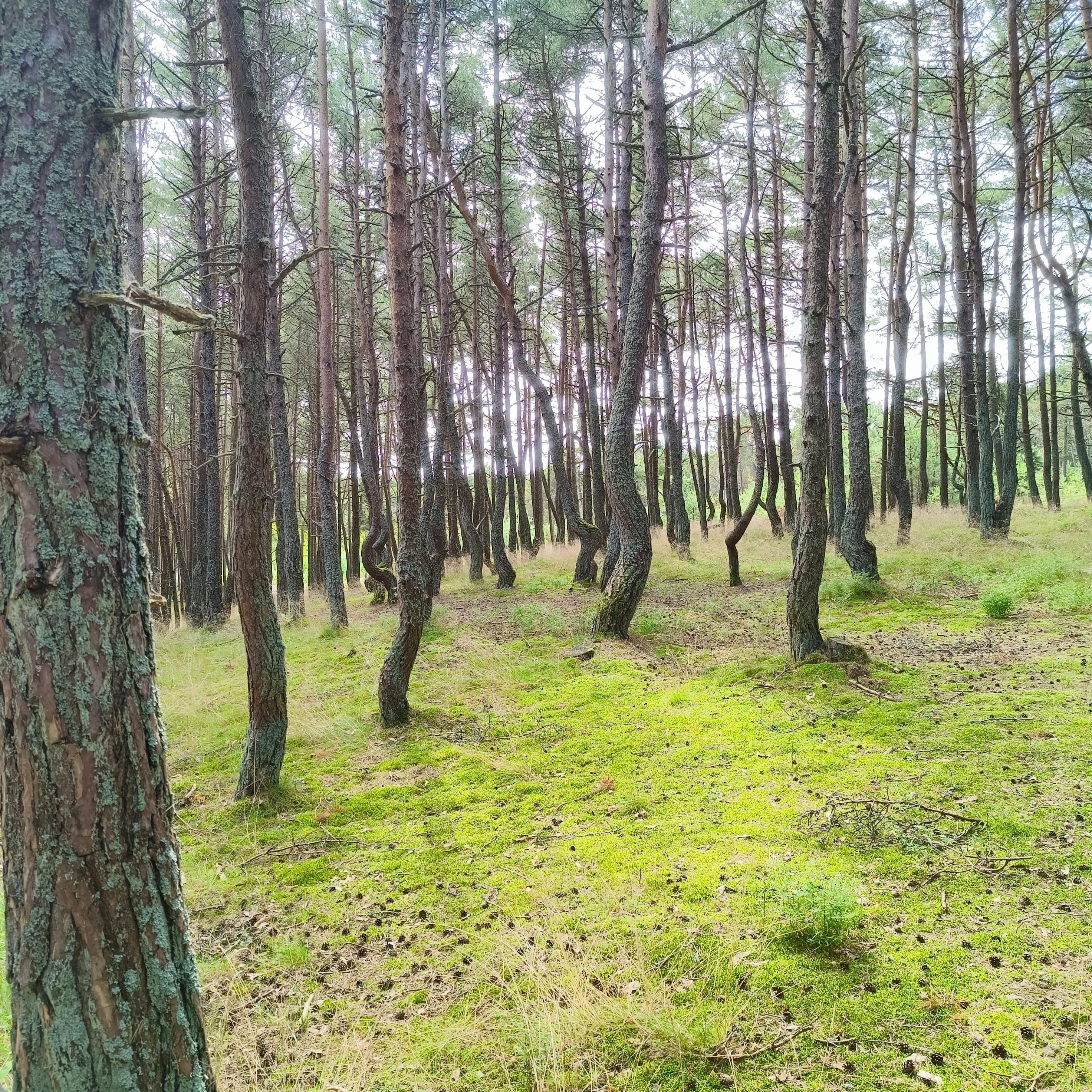 Photo from Kaliningrad: dancing forest 2.