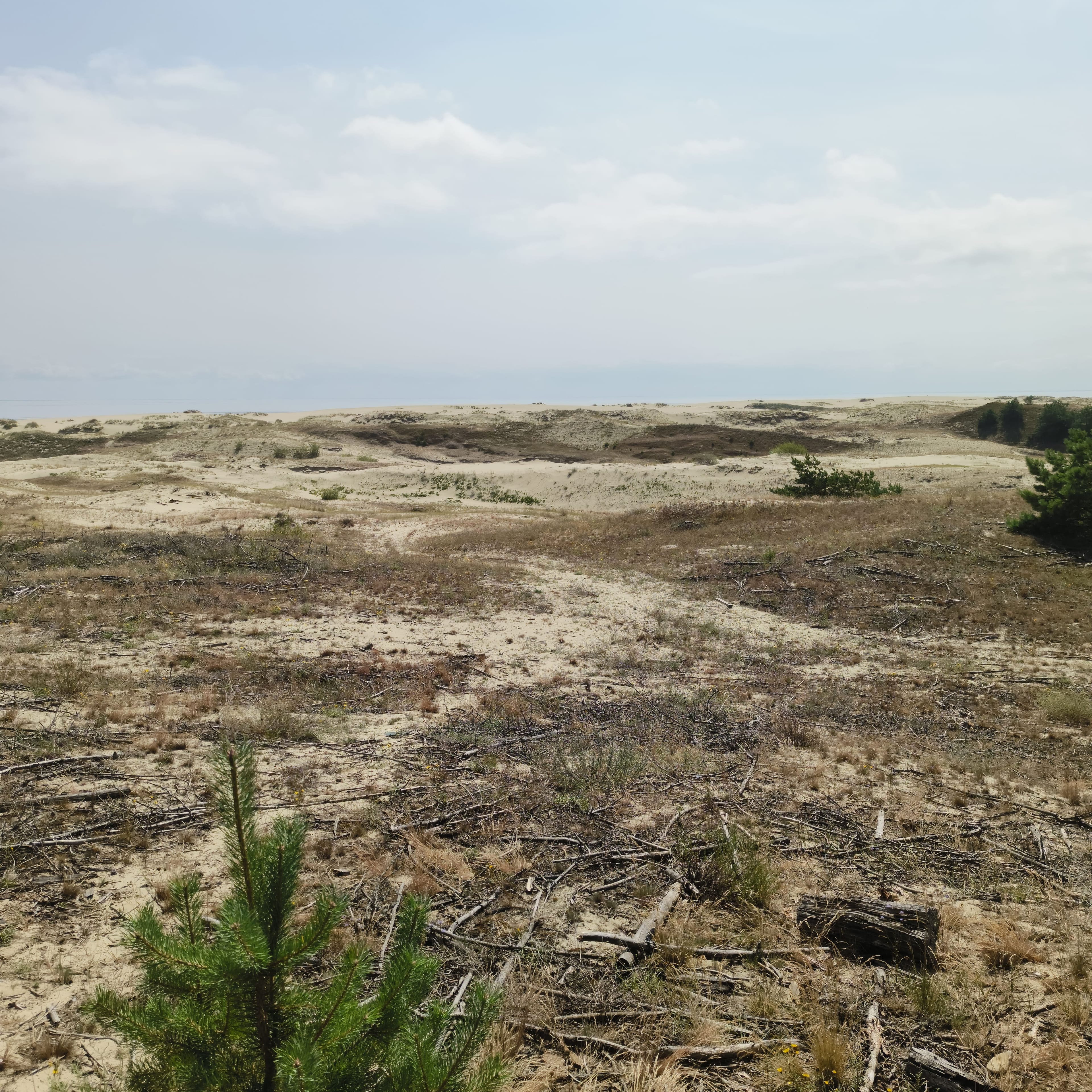 Photo from Kaliningrad: dune 1.
