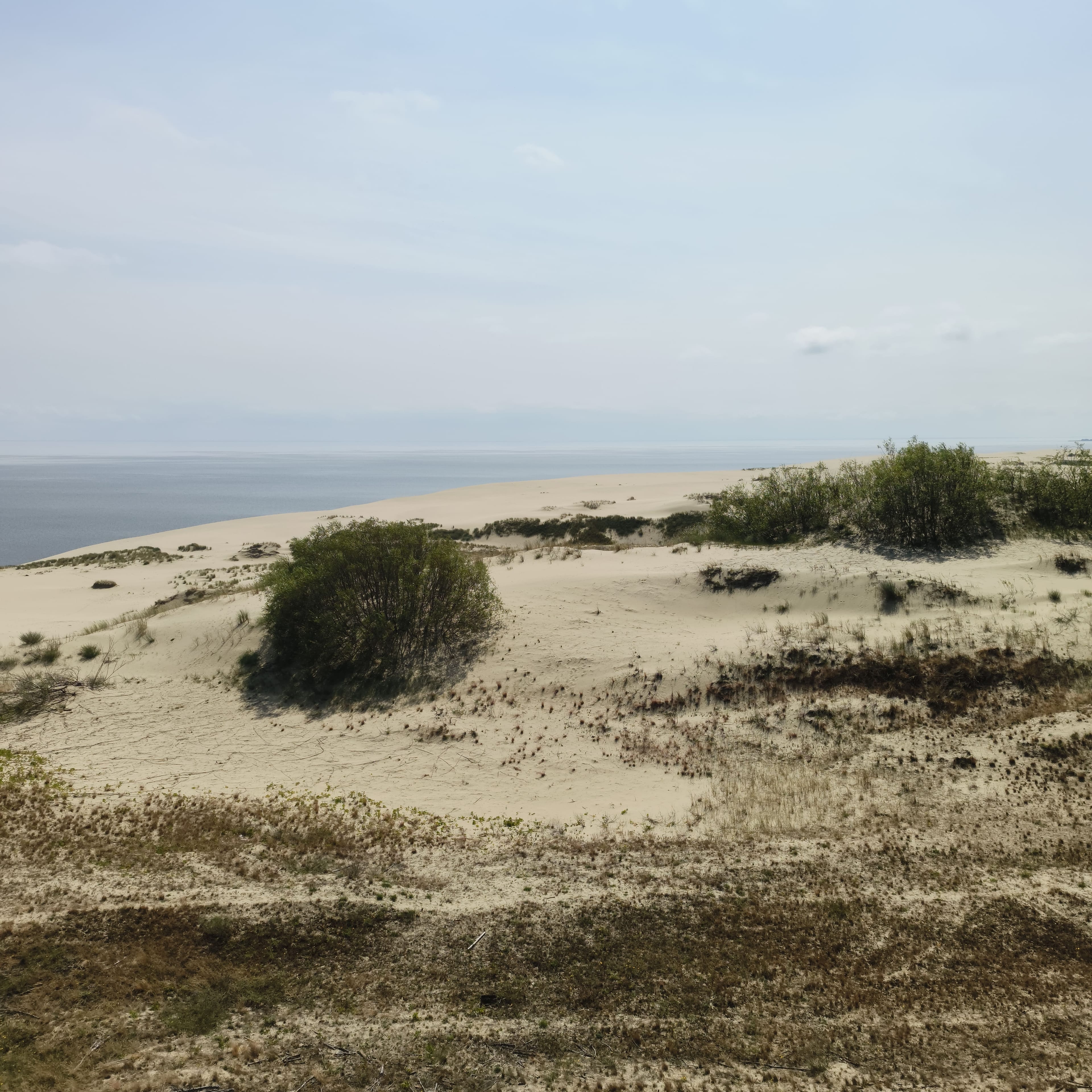 Photo from Kaliningrad: dune 3.