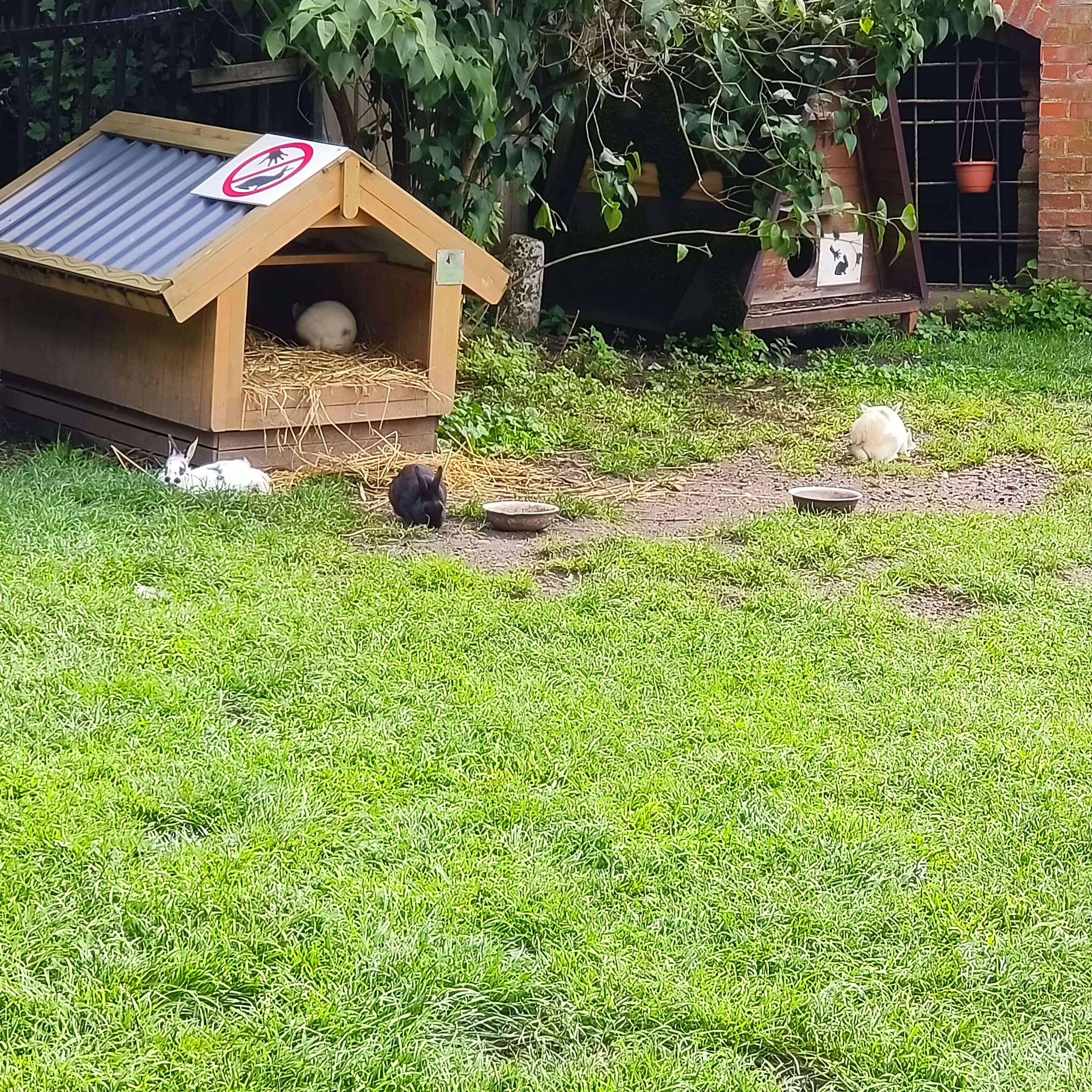 Photo from Kaliningrad: rabbits 3.