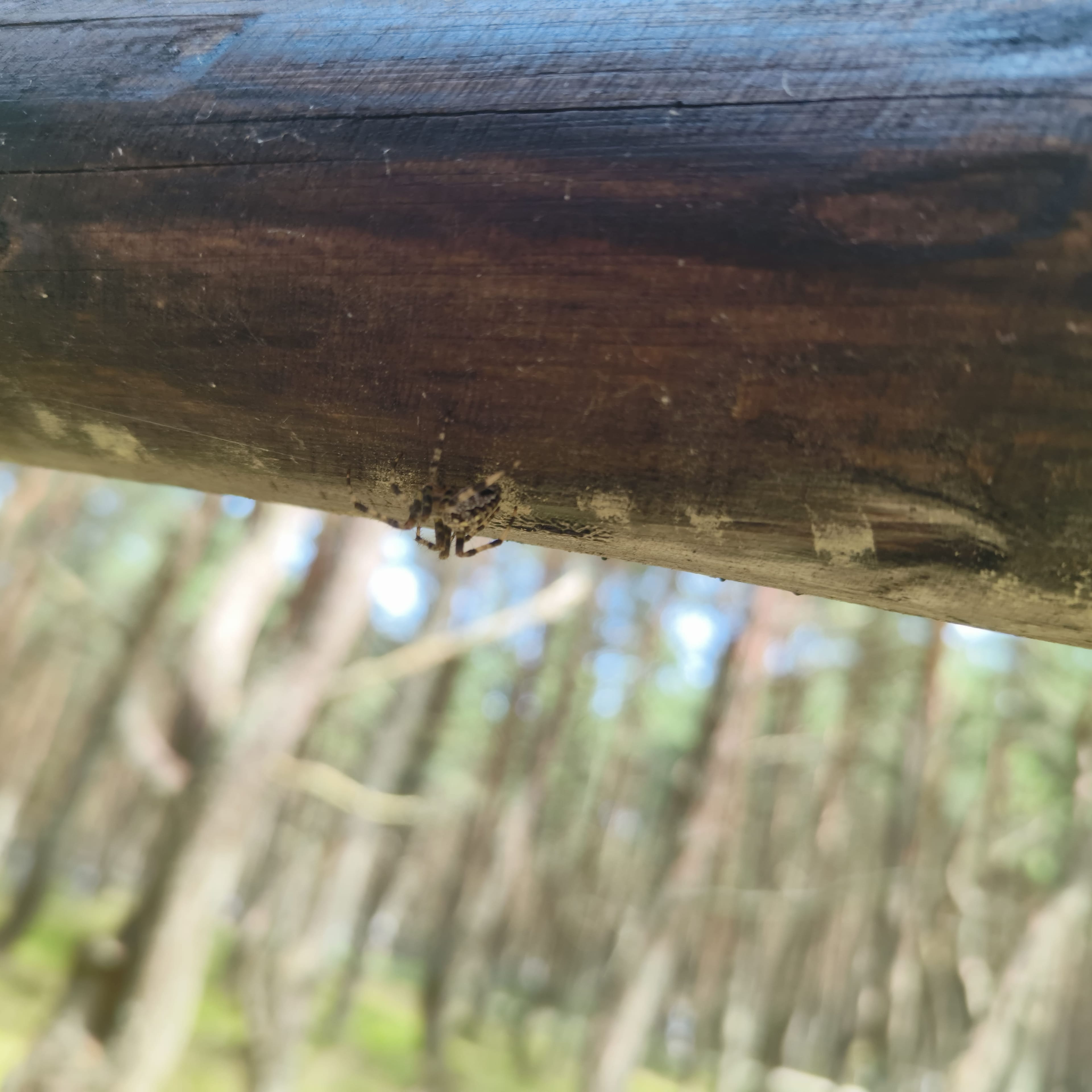 Photo from Kaliningrad: spider.