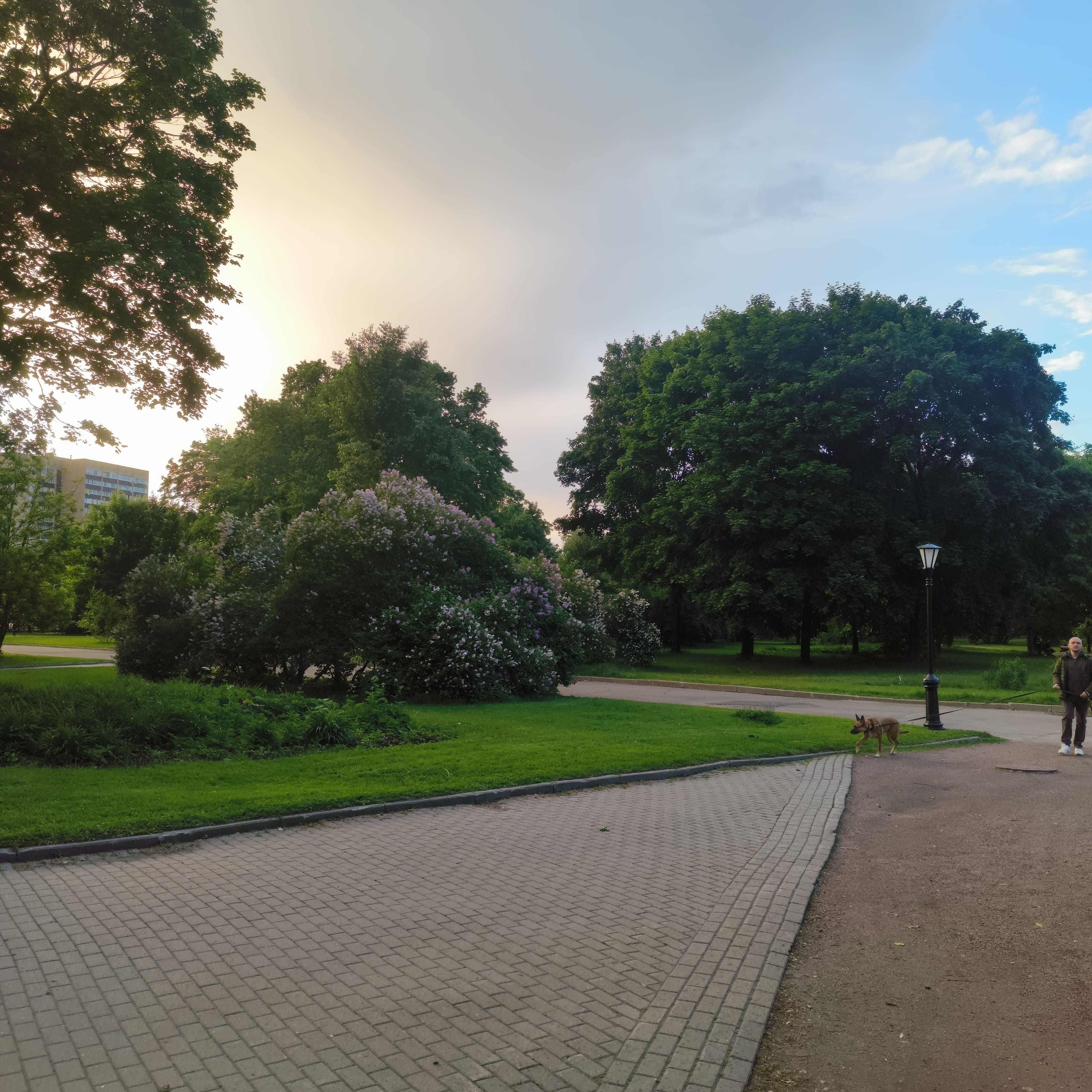 Photo from Moscow: evening park.