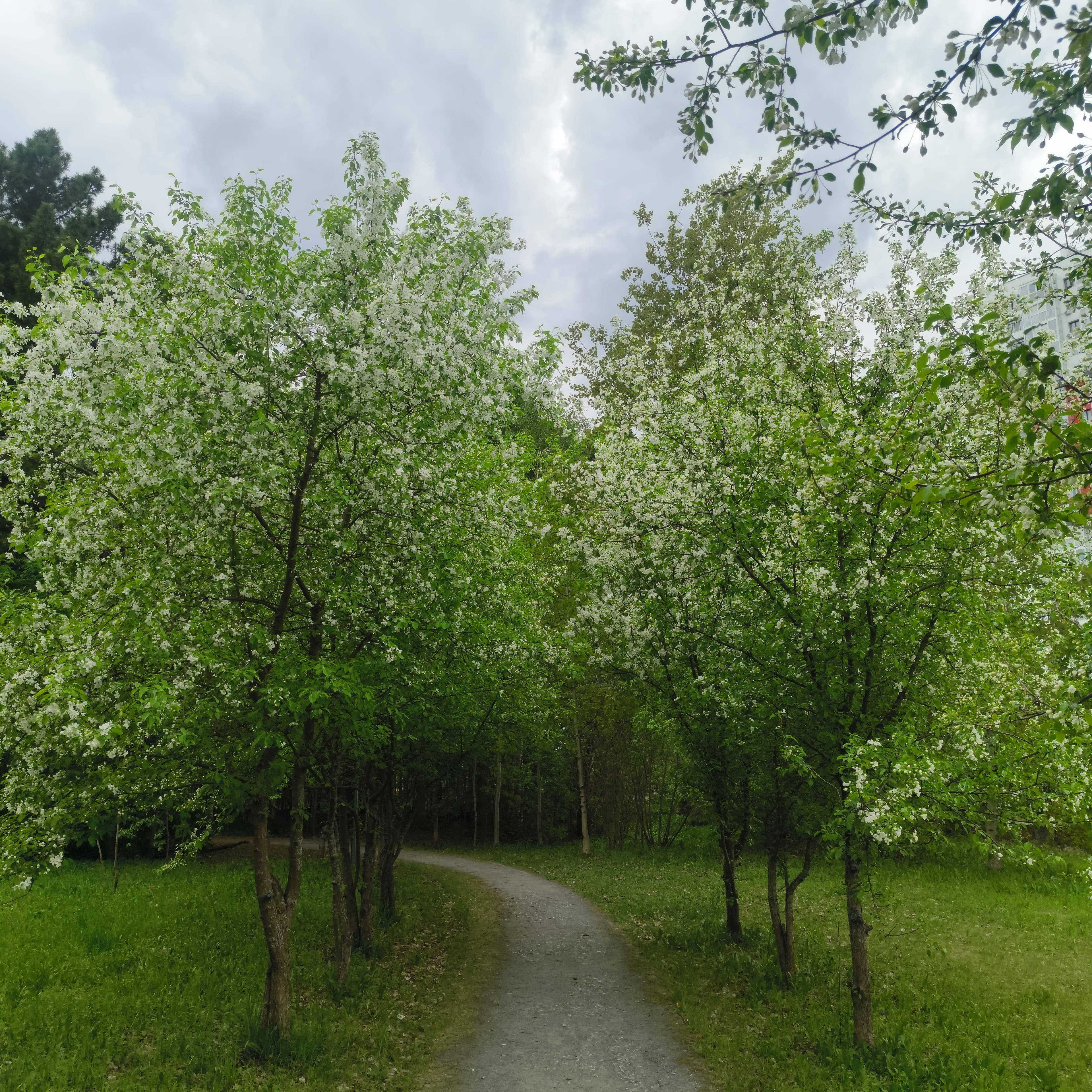 Photo from Moscow: green path.