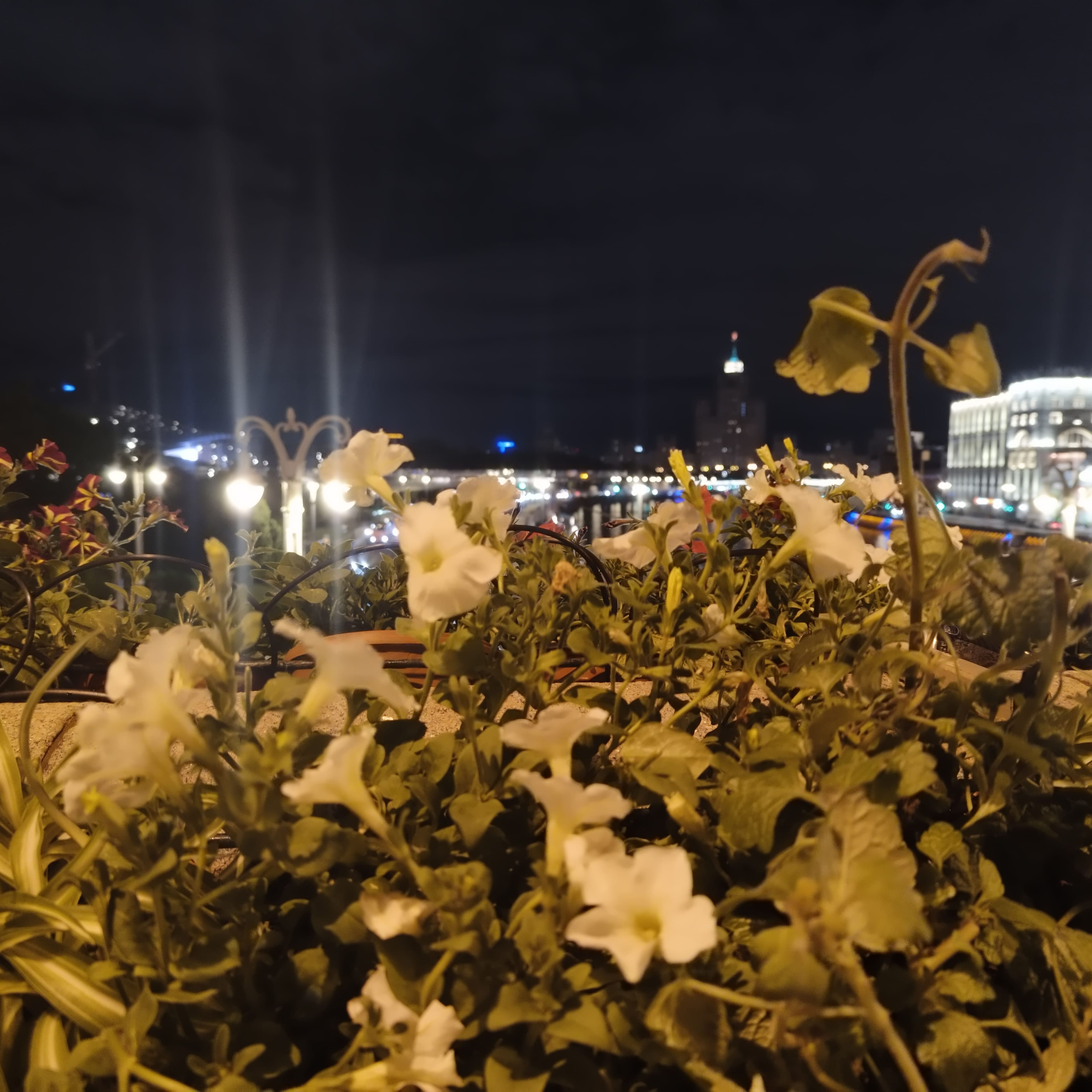 Photo from Moscow: night flowers.
