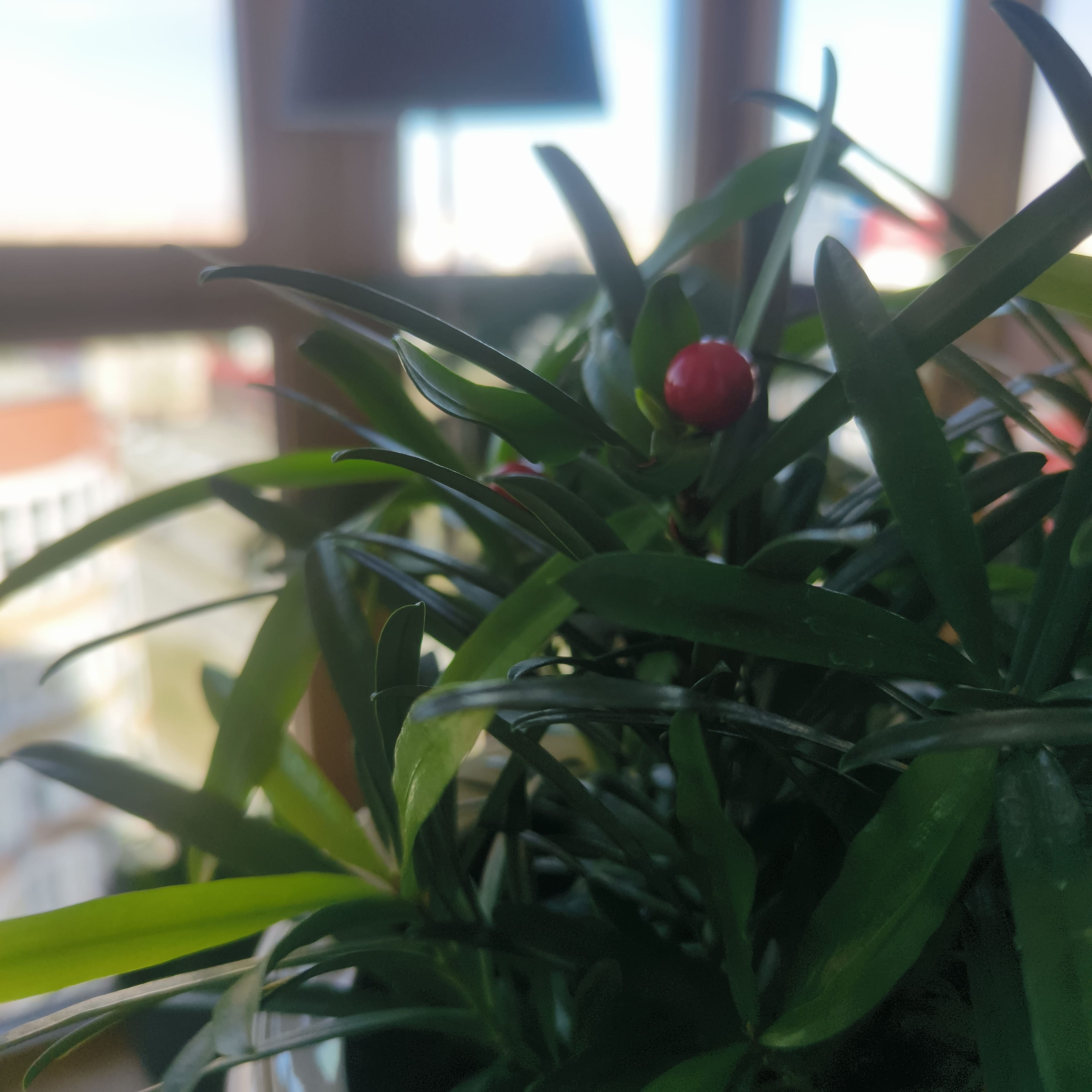 Photo from Surgut: plant 2.