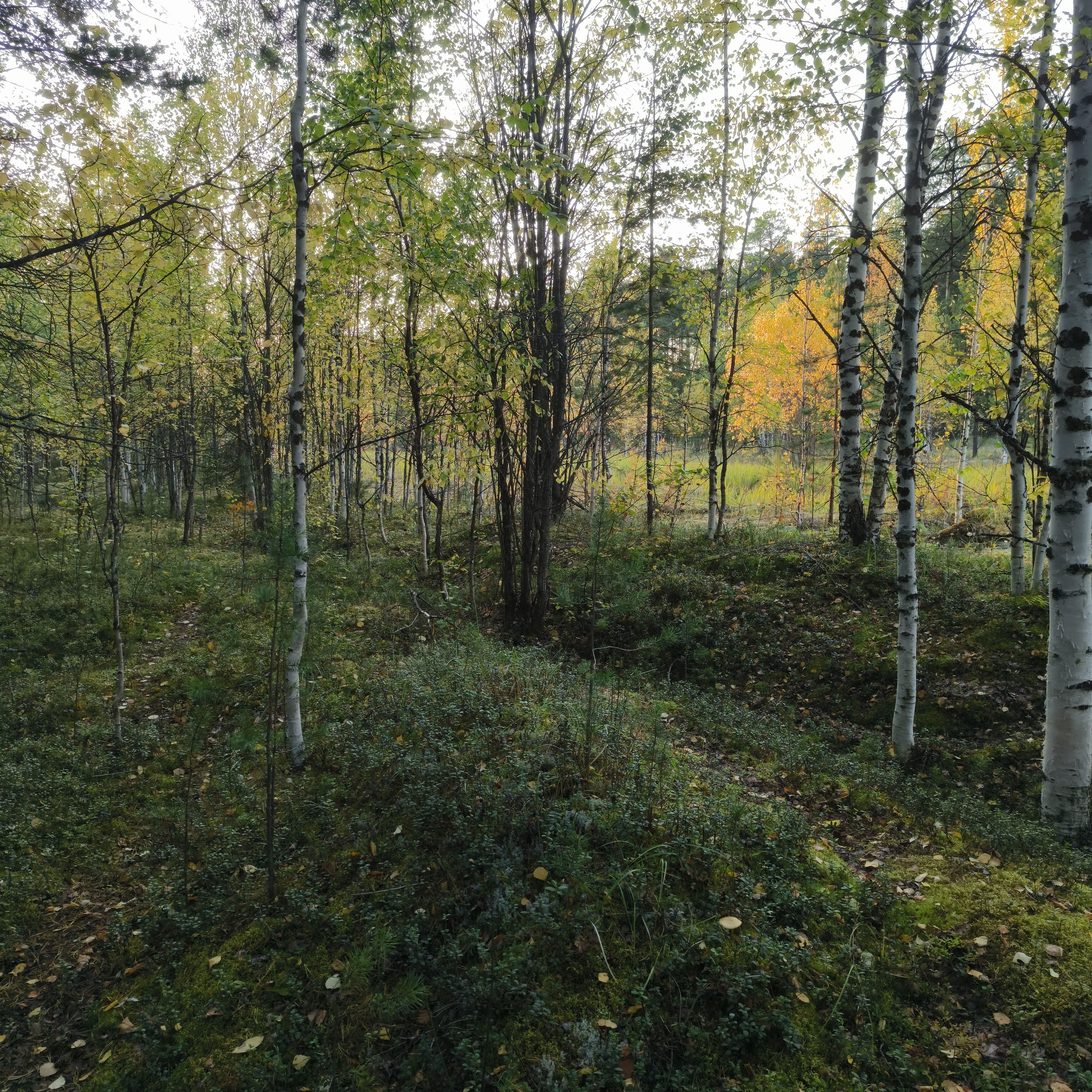 Photo from Surgut: forest 1.