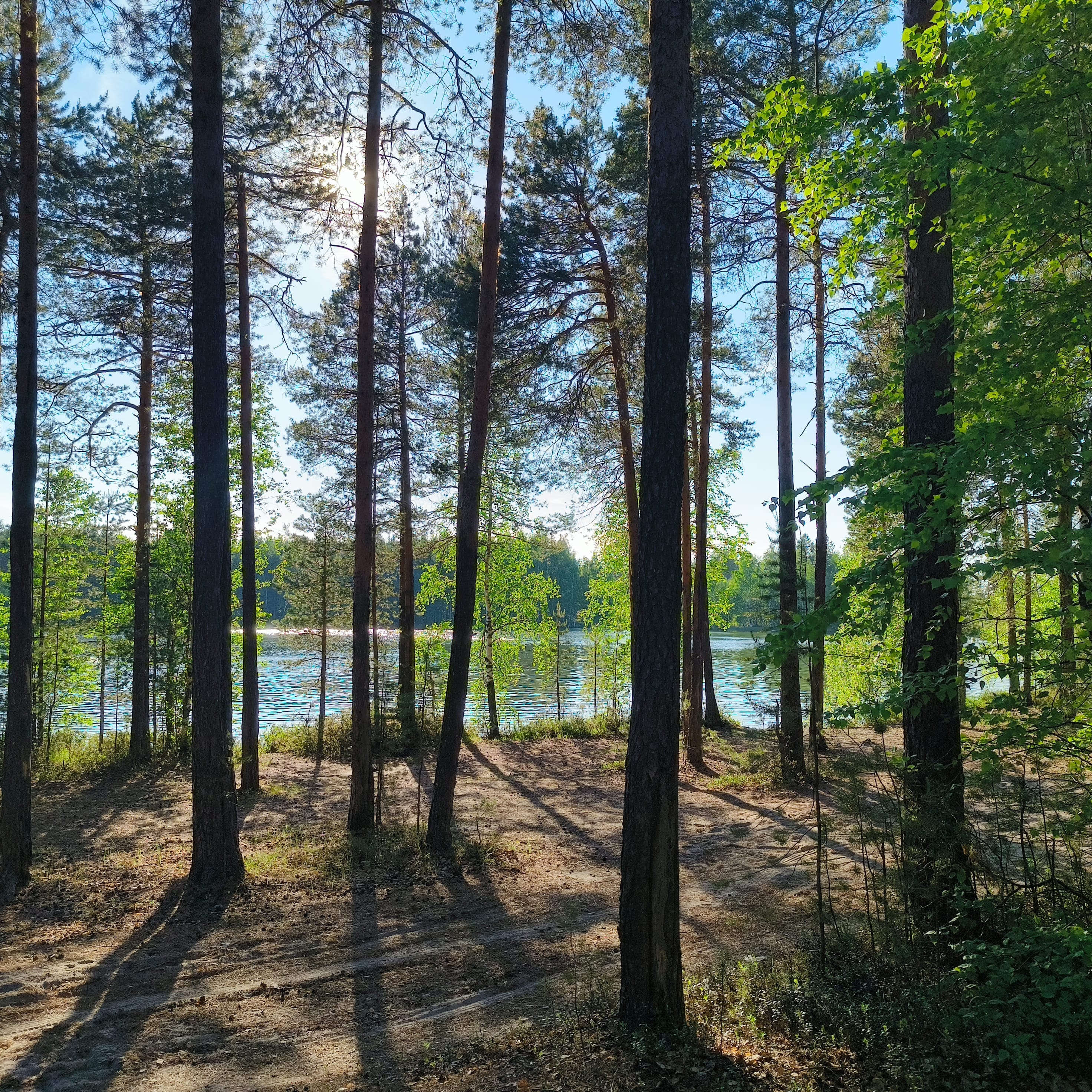 Photo from Surgut: forest lake.