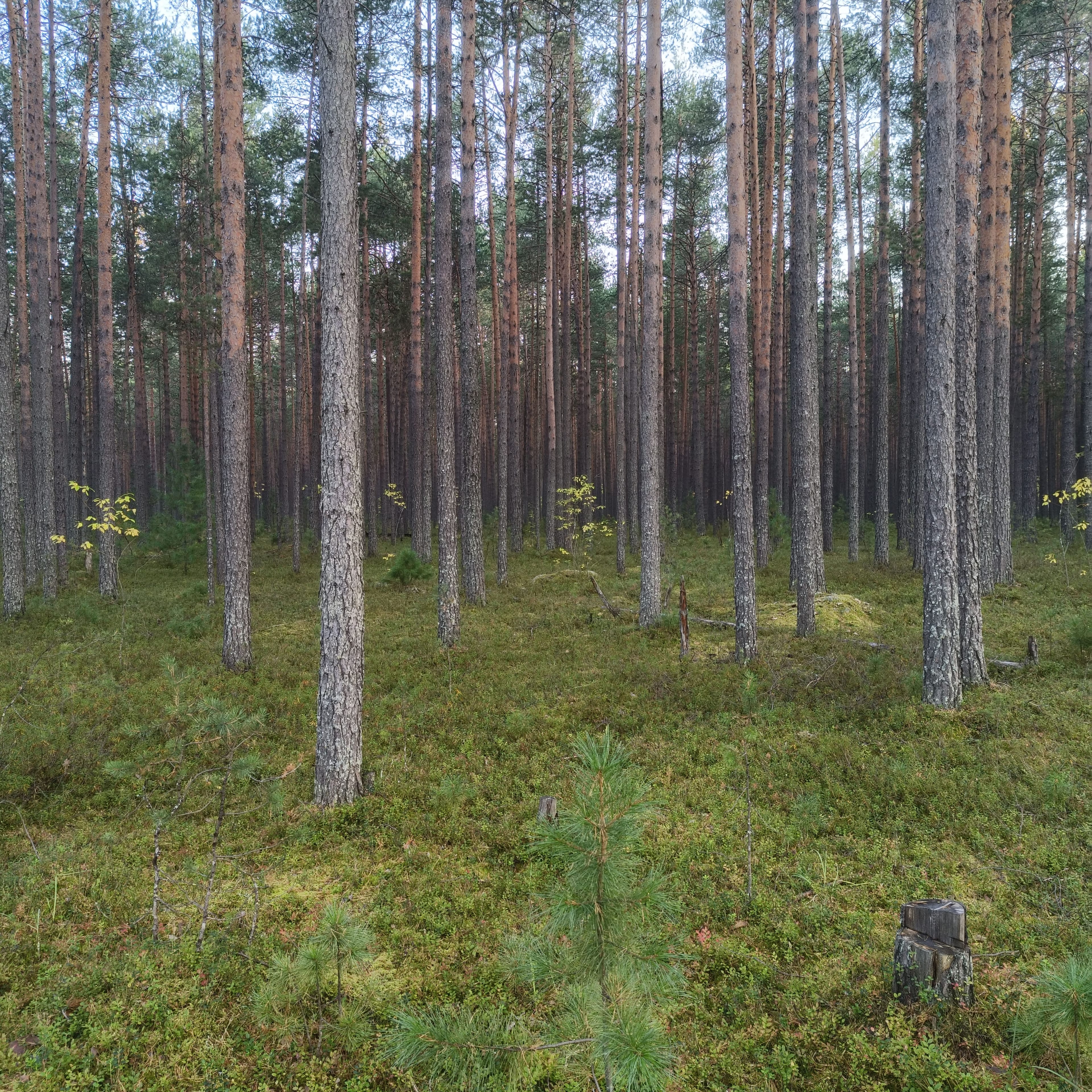 Photo from Surgut: forest 2.