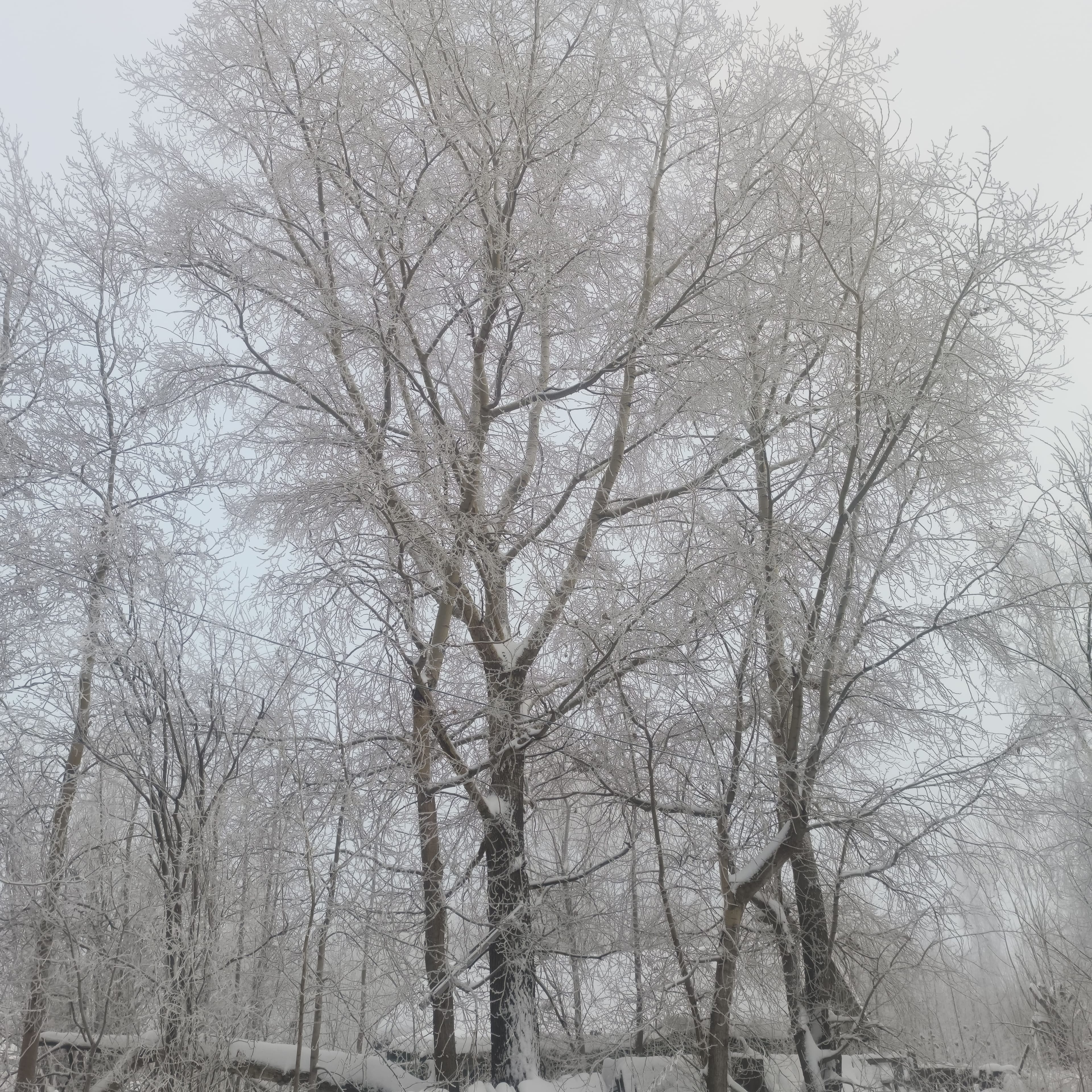 Photo from Surgut: frost 1.