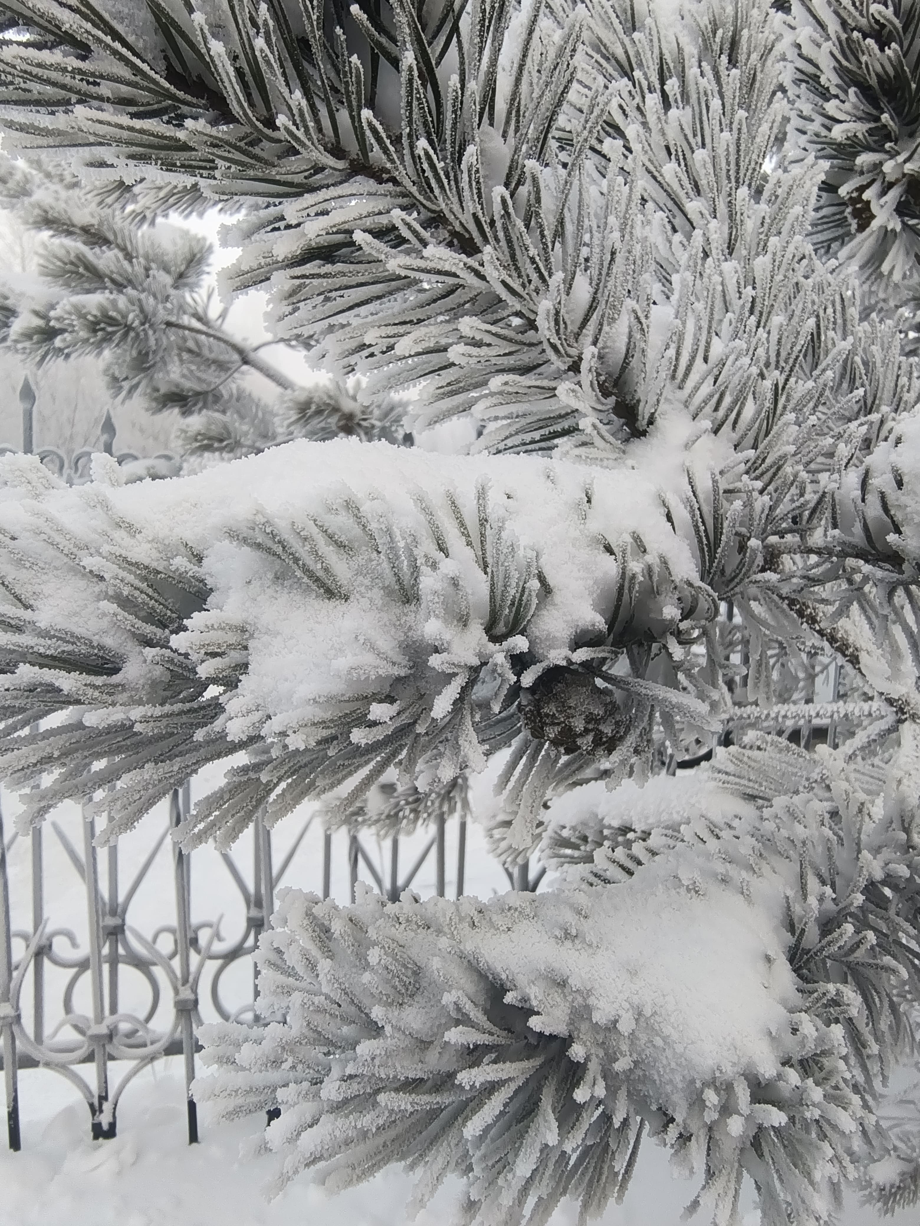 Photo from Surgut: frost 10.