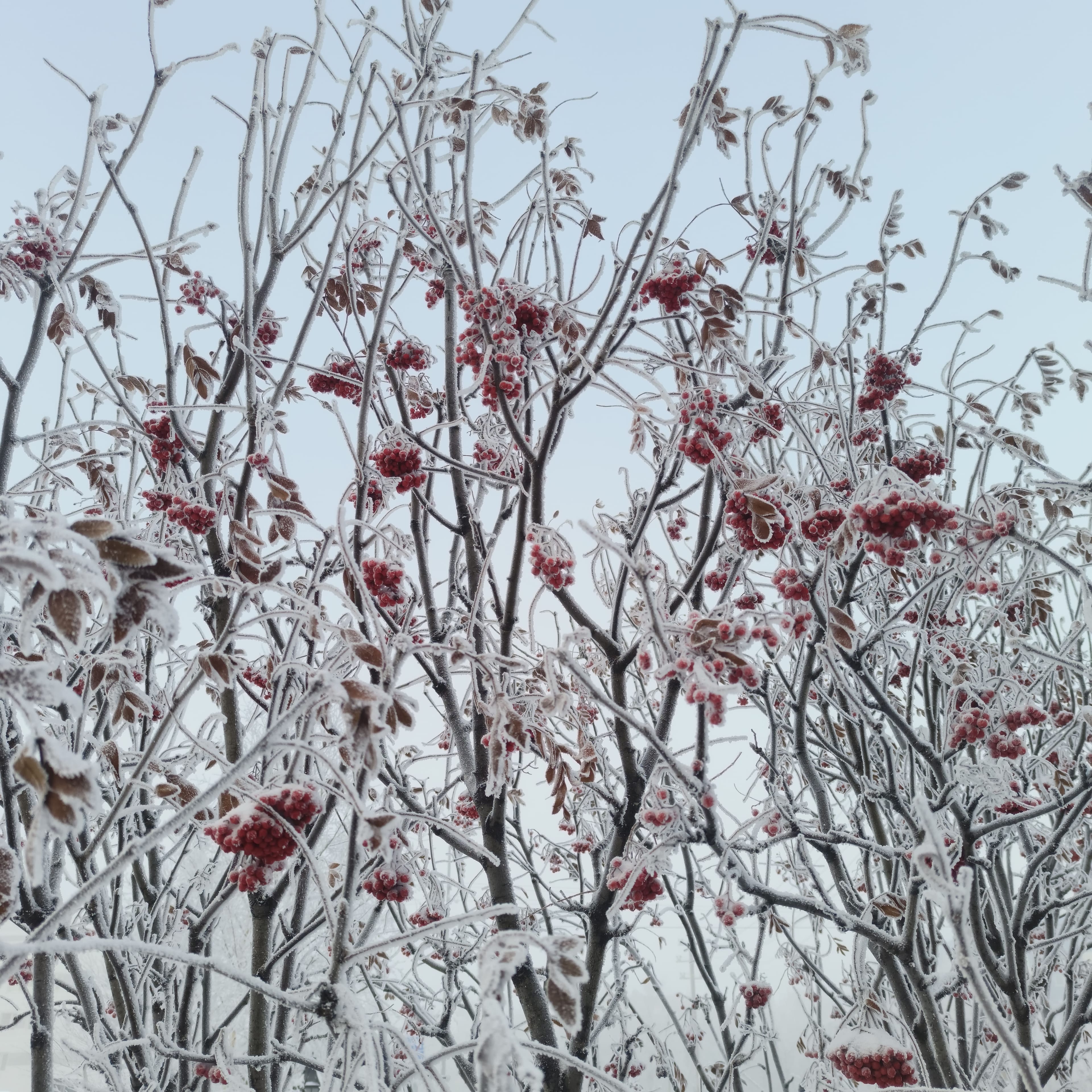 Photo from Surgut: frost 11.