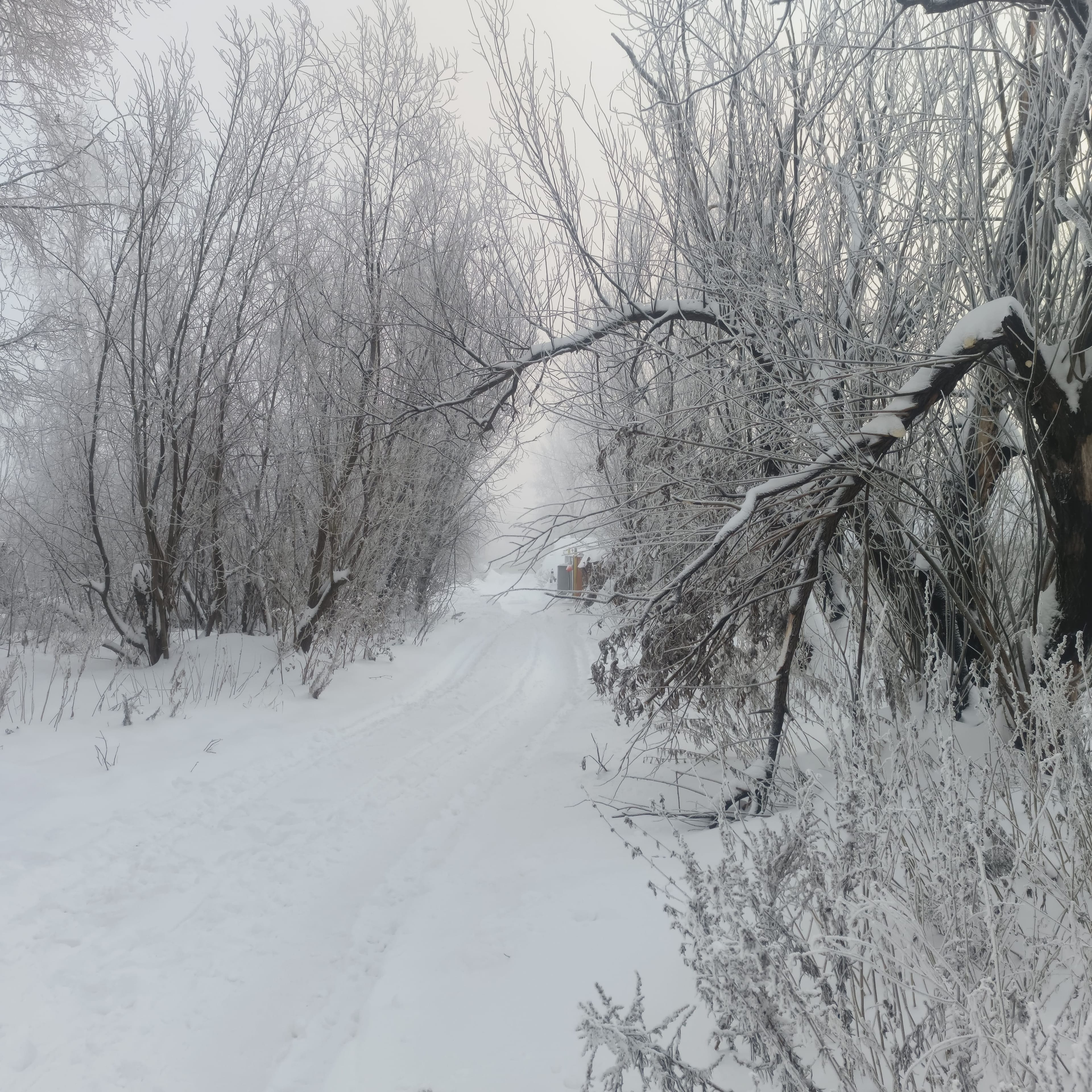 Photo from Surgut: frost 17.