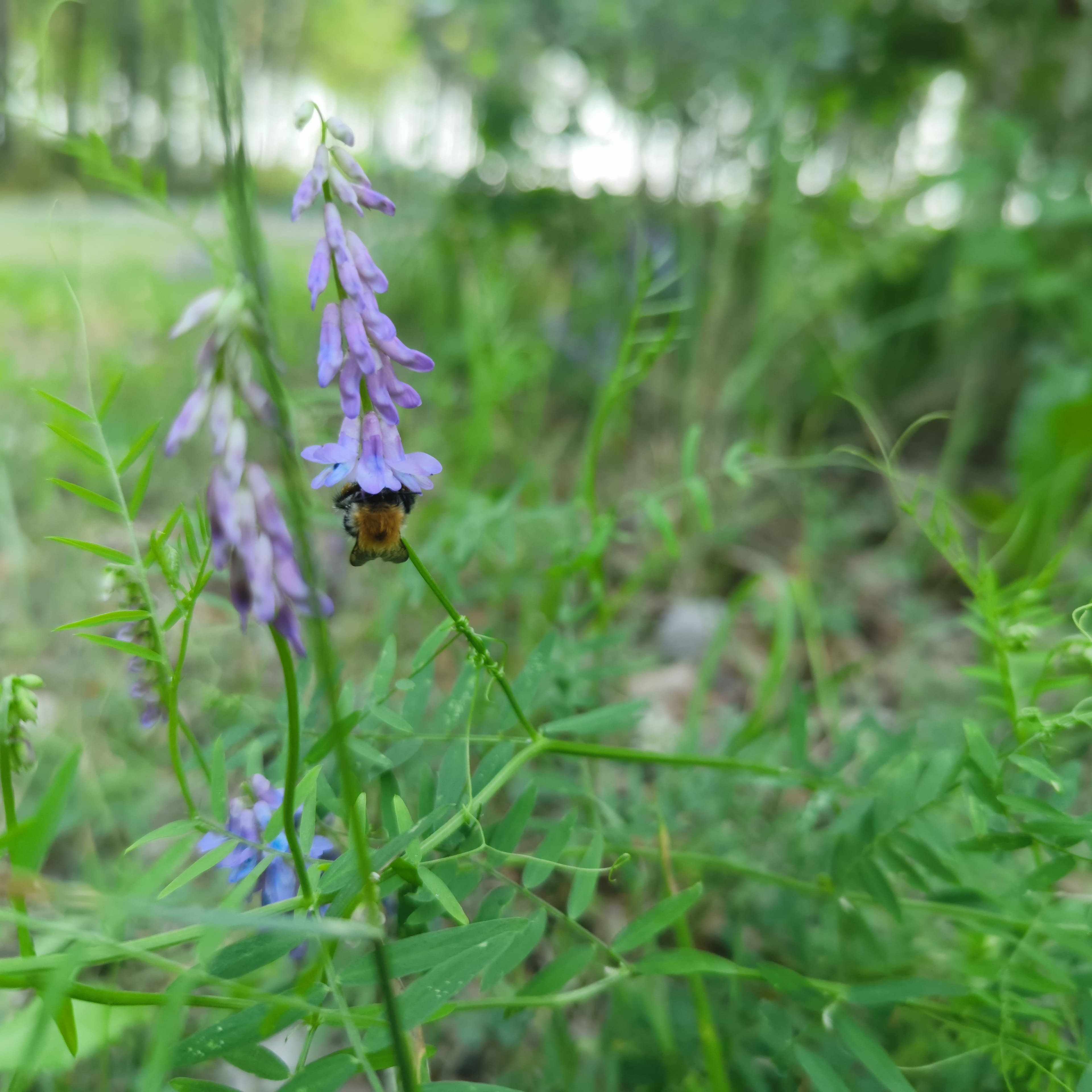 Photo from Surgut: bumblebee bellflower.