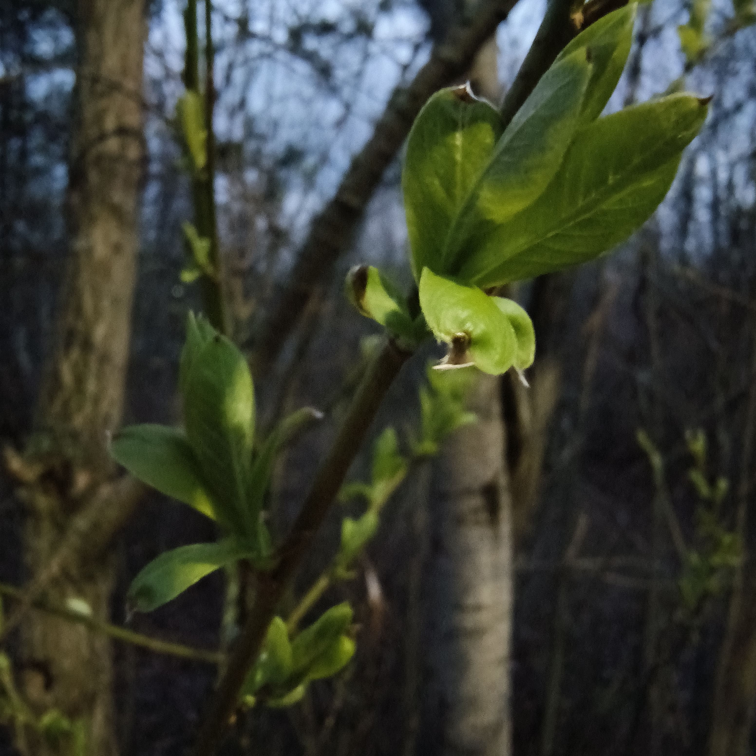 Photo from Surgut: leaves.