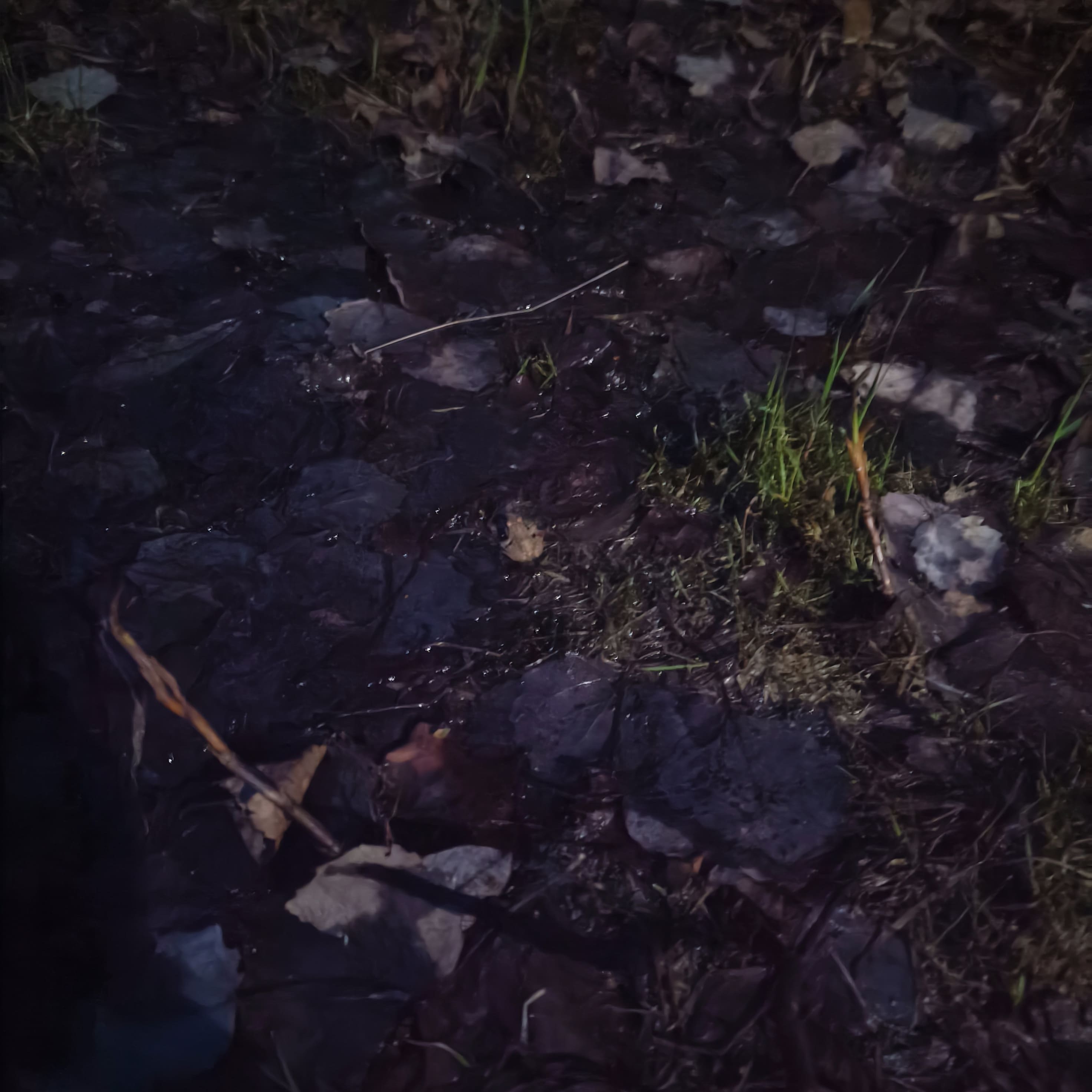 Photo from Surgut: littel frog.