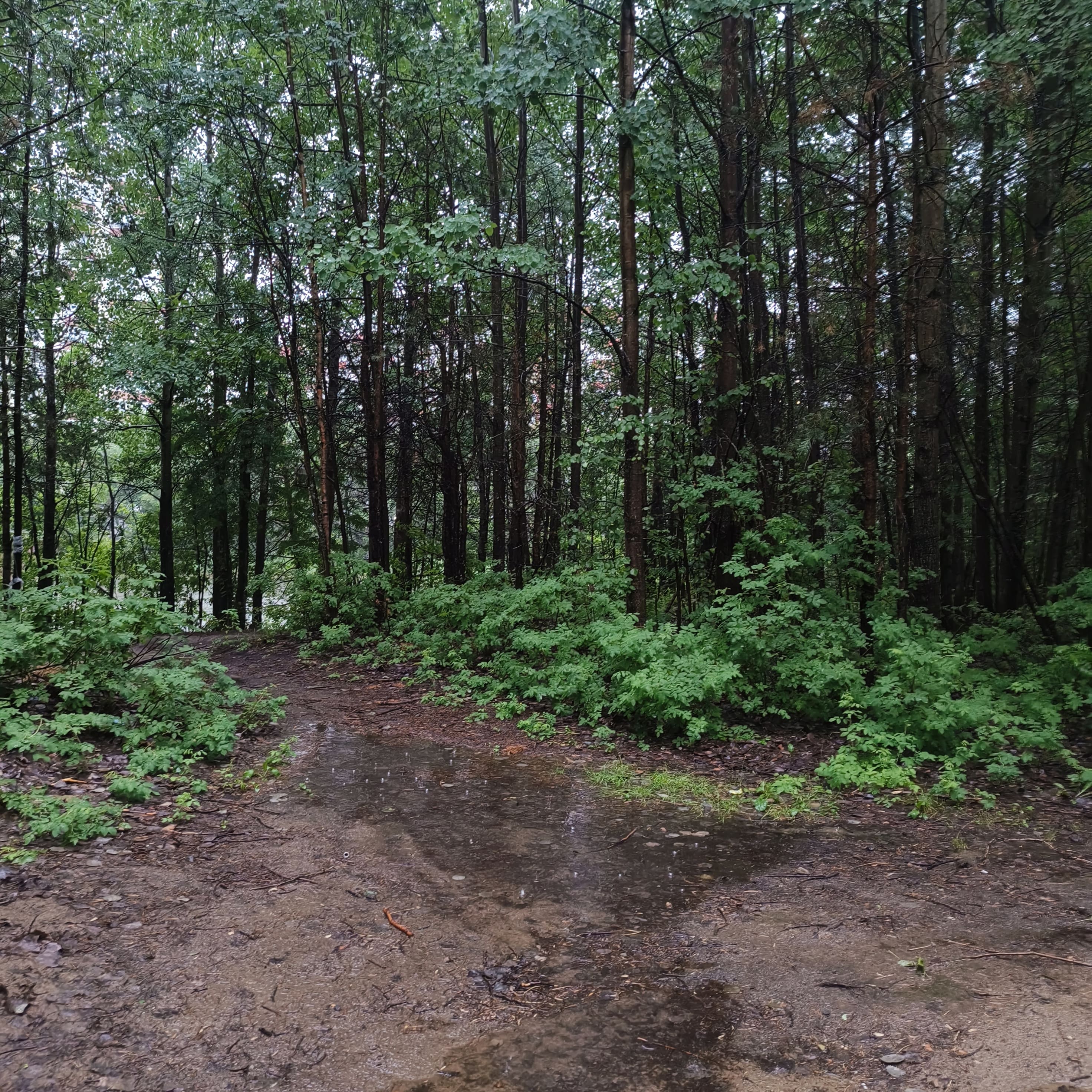 Photo from Surgut: rainy path.