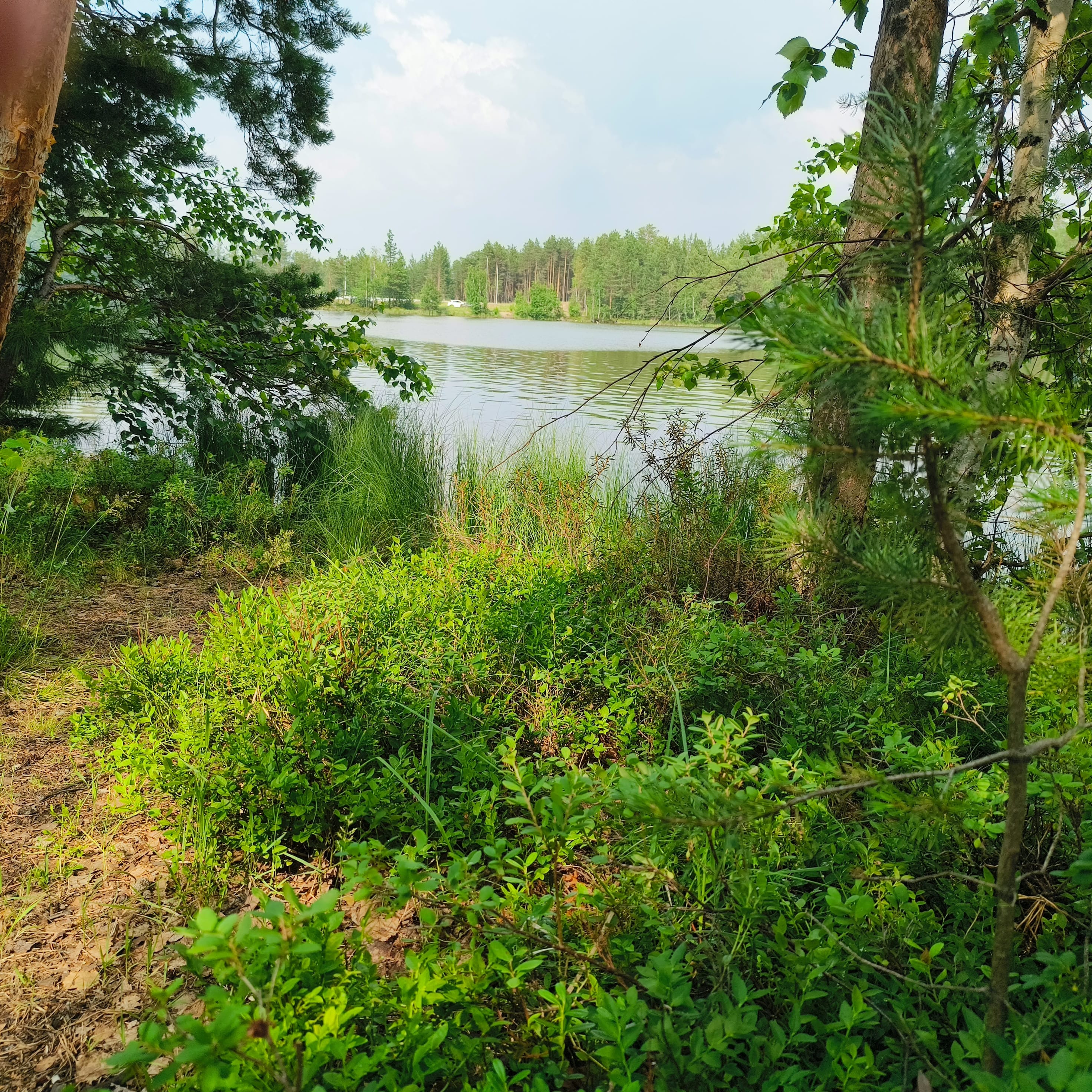 Photo from Surgut: sunny lake shore.