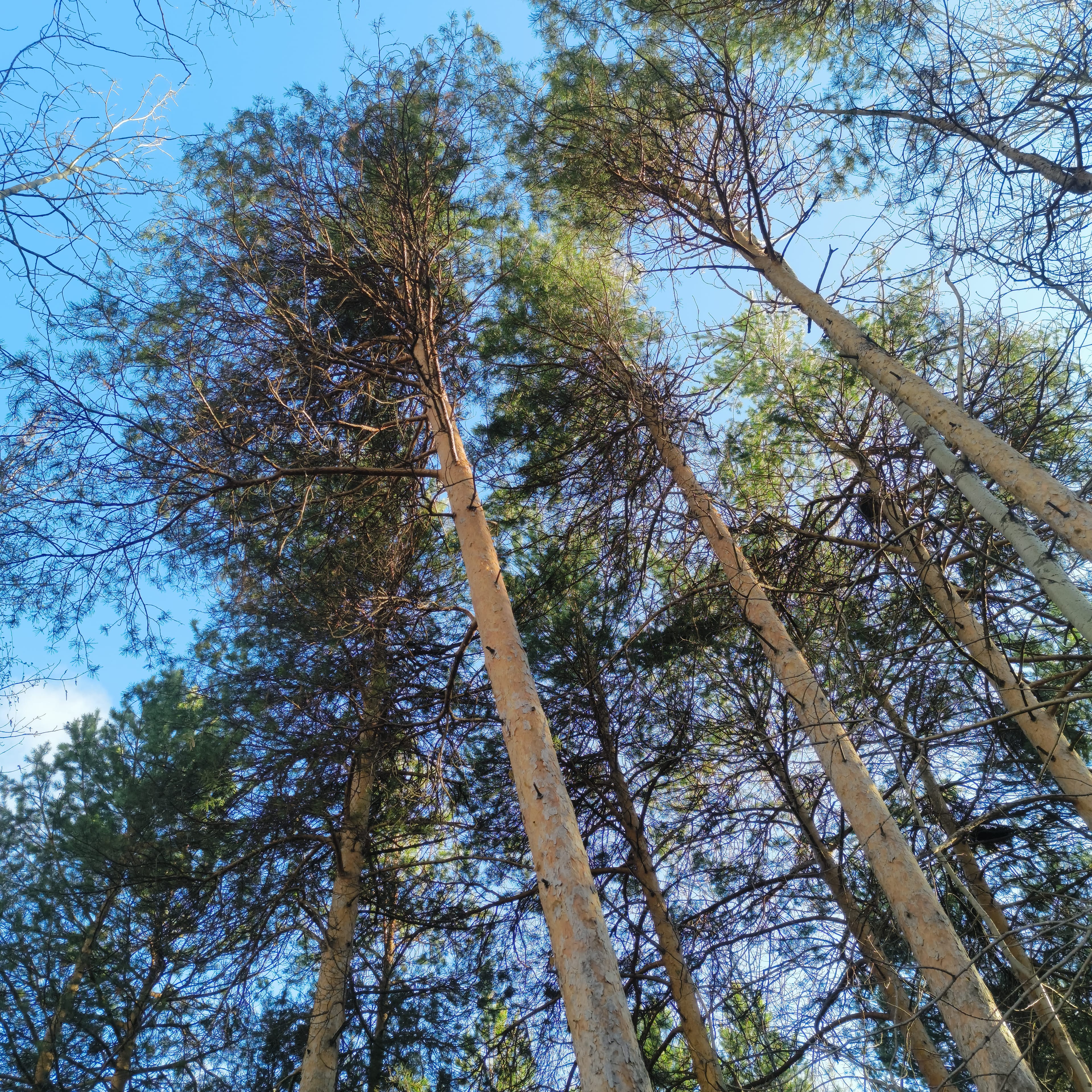 Photo from Surgut: tall pines.