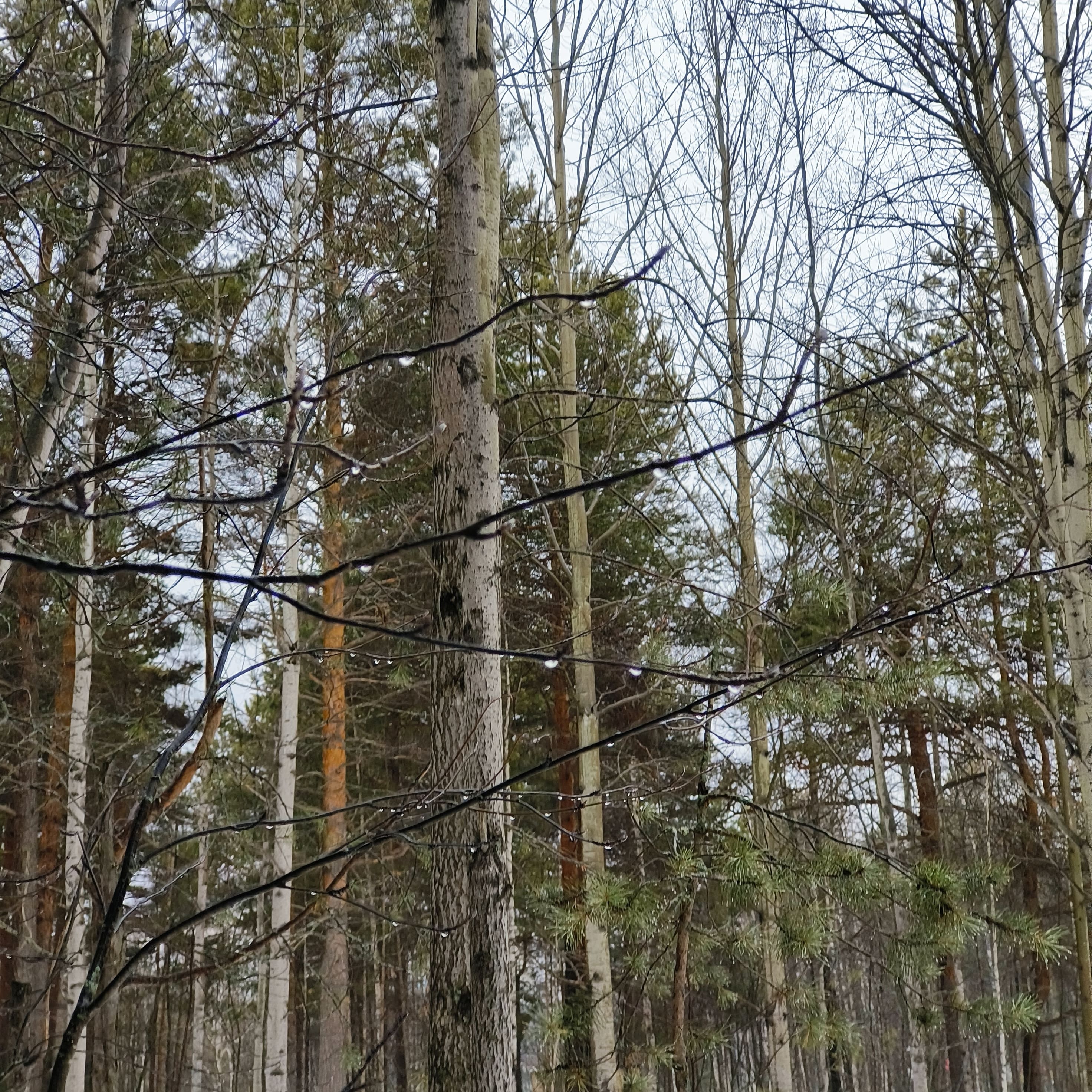 Photo from Surgut: thawing forest.