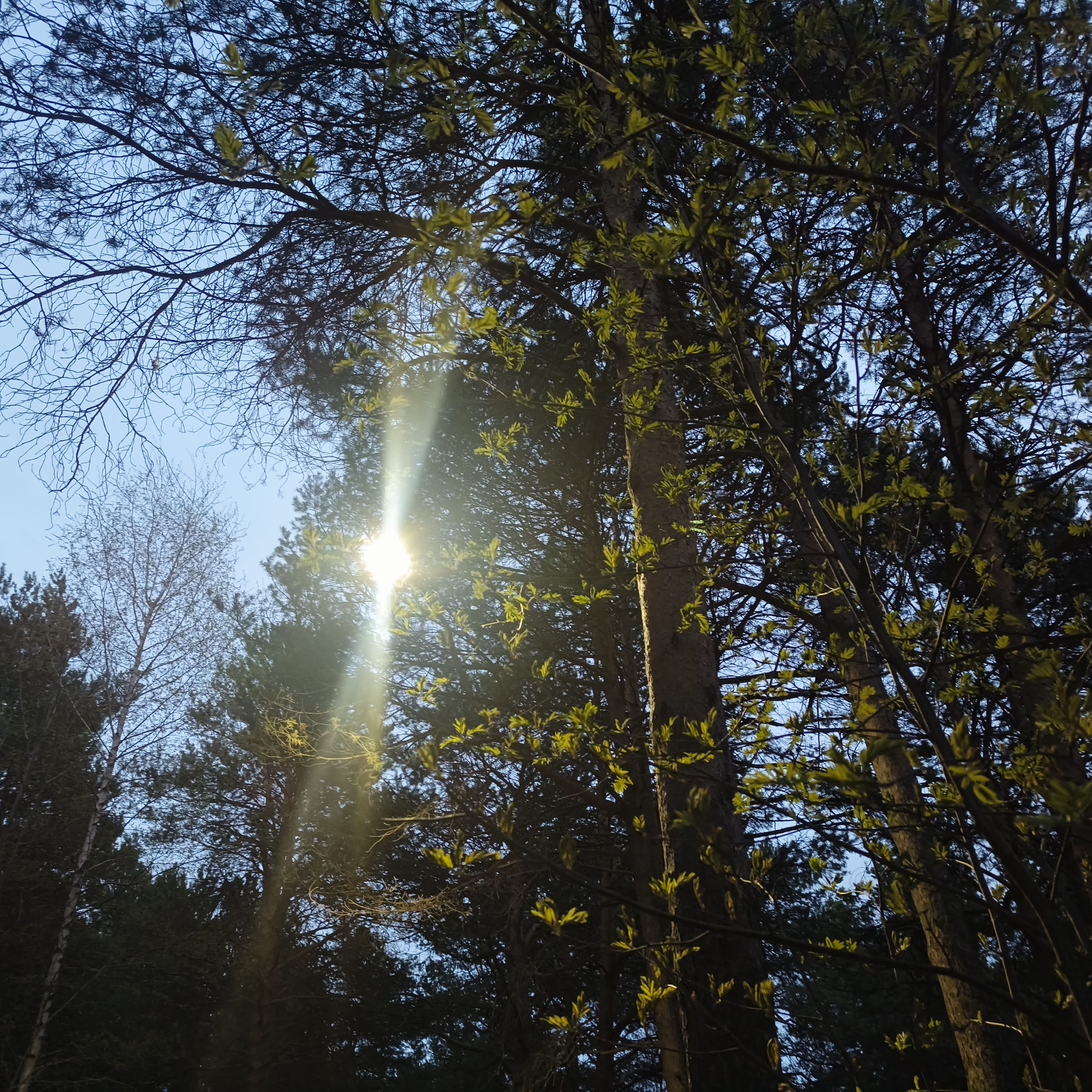 Photo from Surgut: through trees 1.