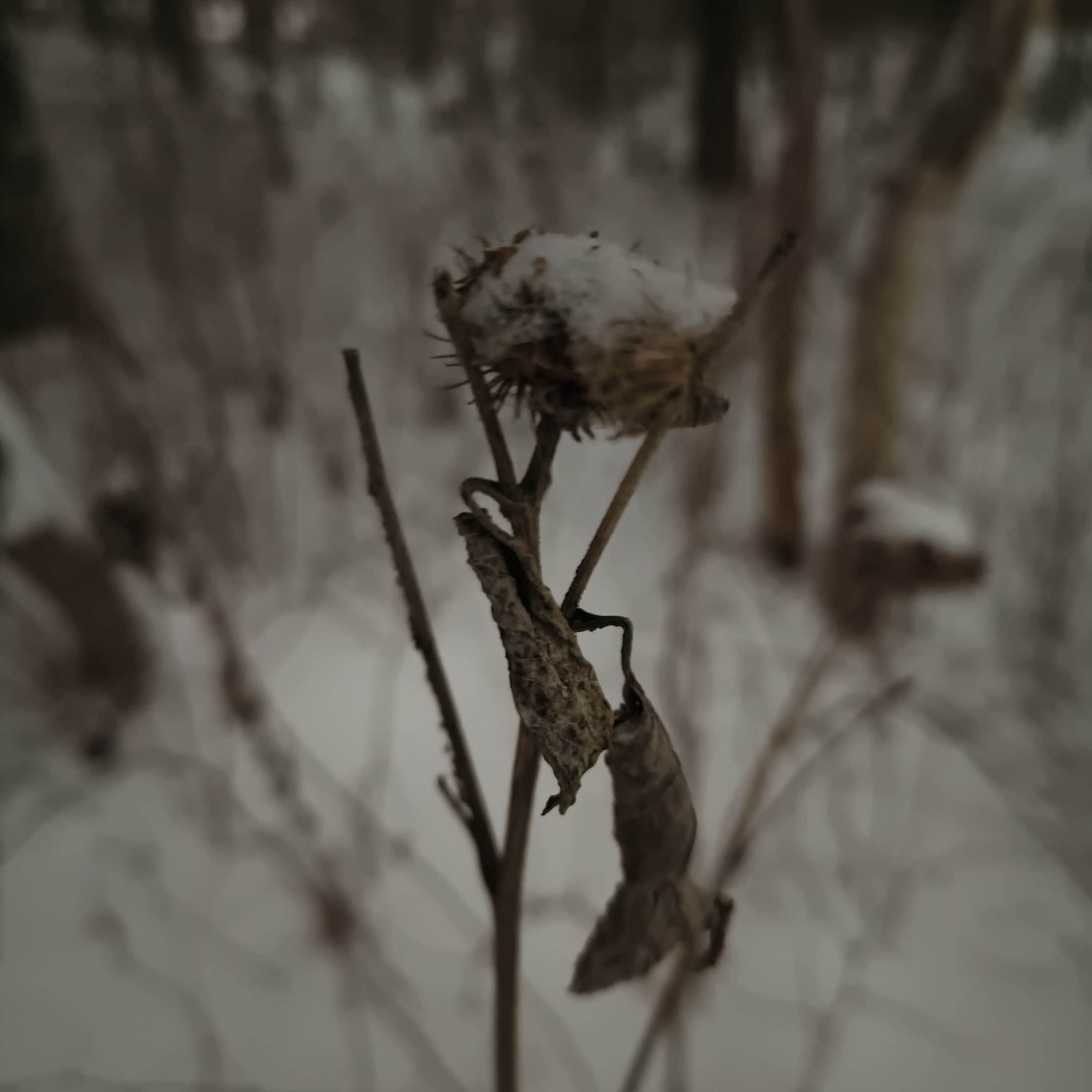 Photo from Surgut: snowy 10.