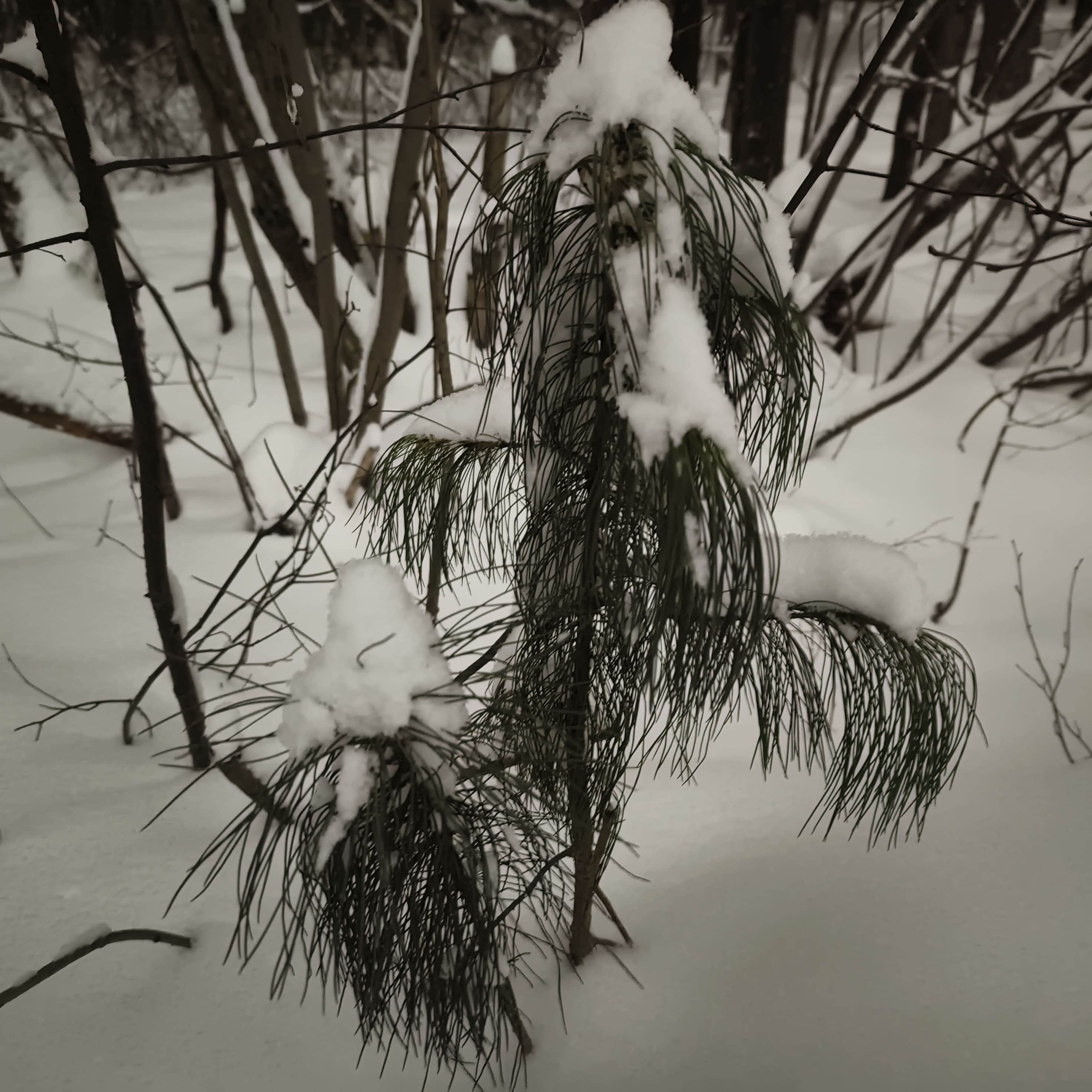 Photo from Surgut: snowy 12.