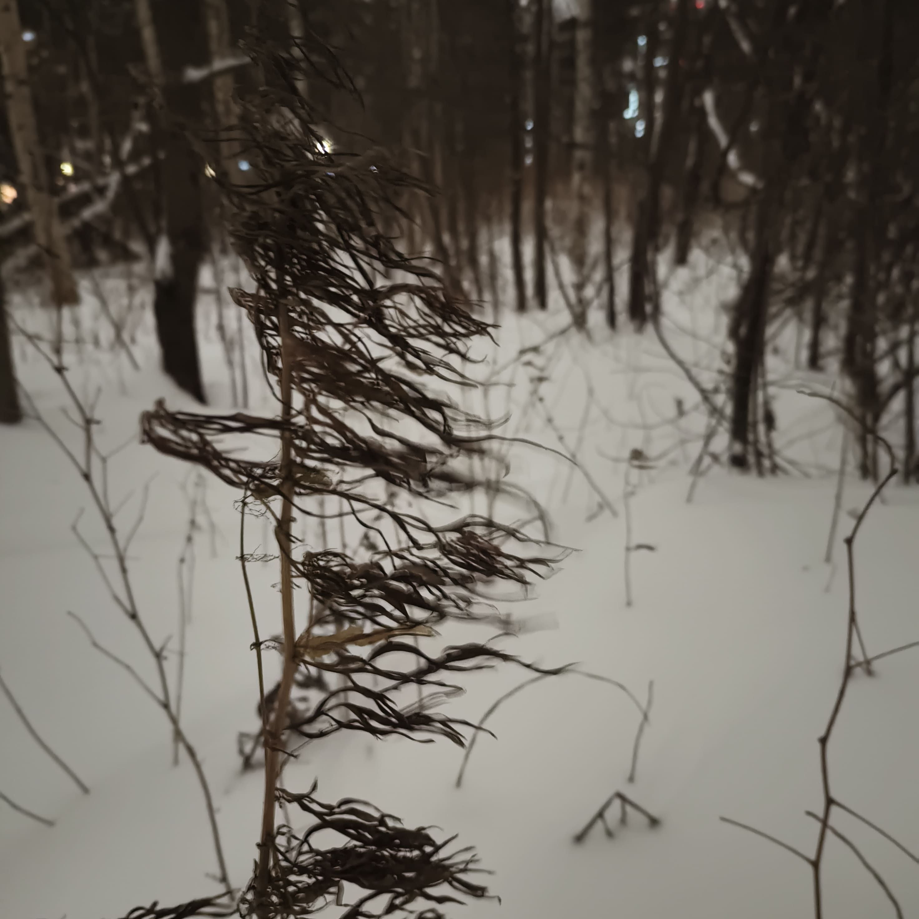 Photo from Surgut: snowy 8.