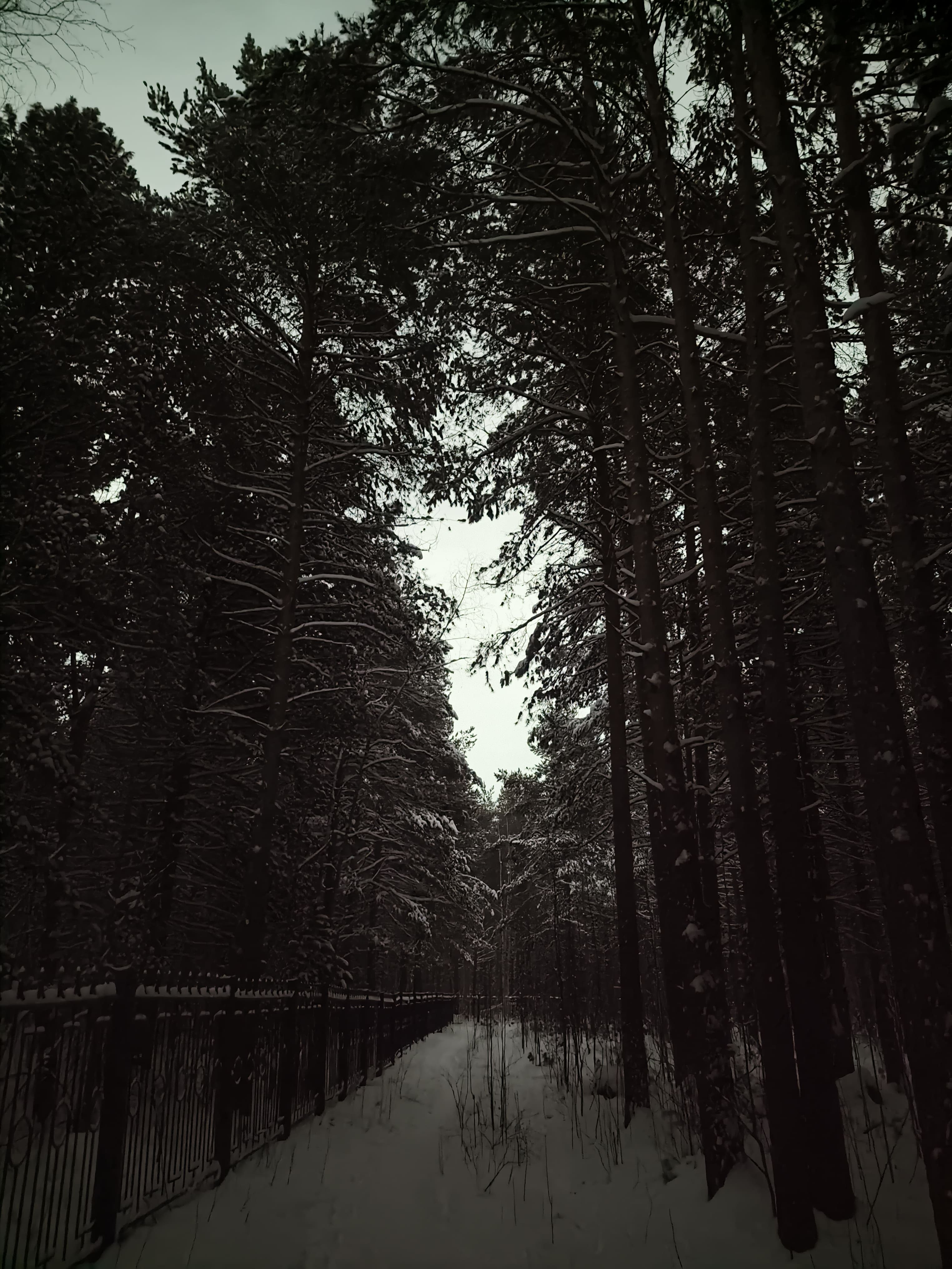 Photo from Surgut: snowy park 16.