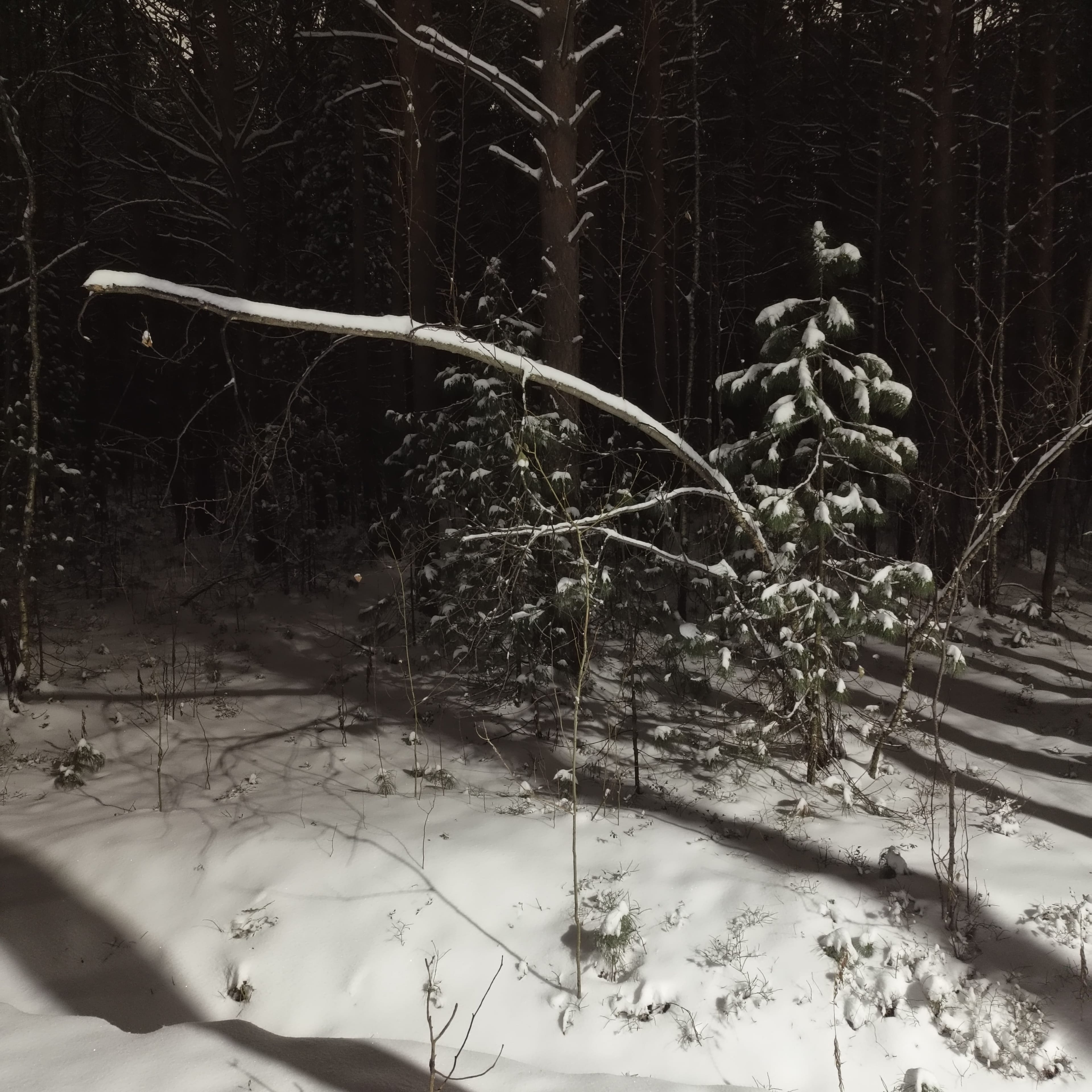 Photo from Surgut: snowy park 3.