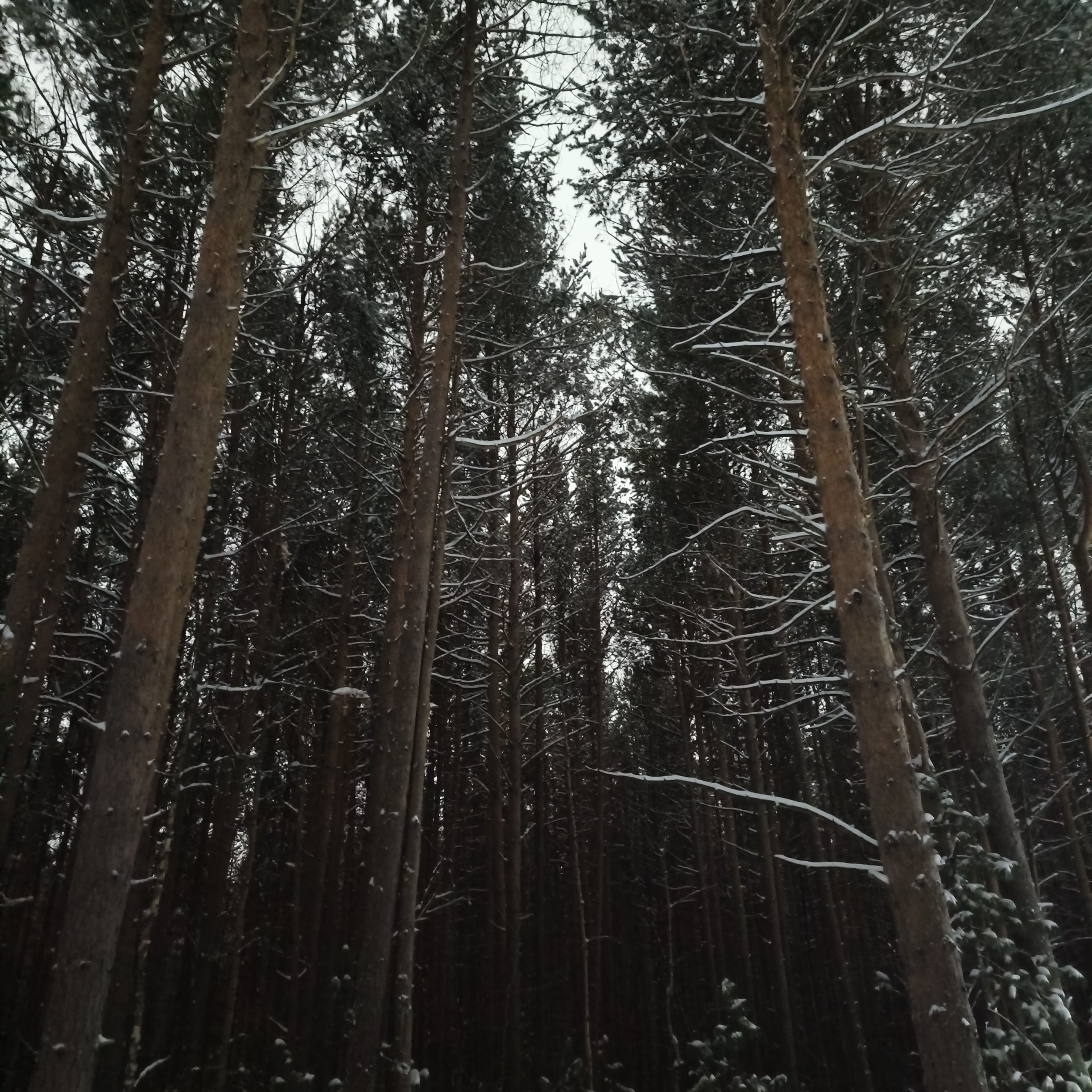 Photo from Surgut: snowy park 4.