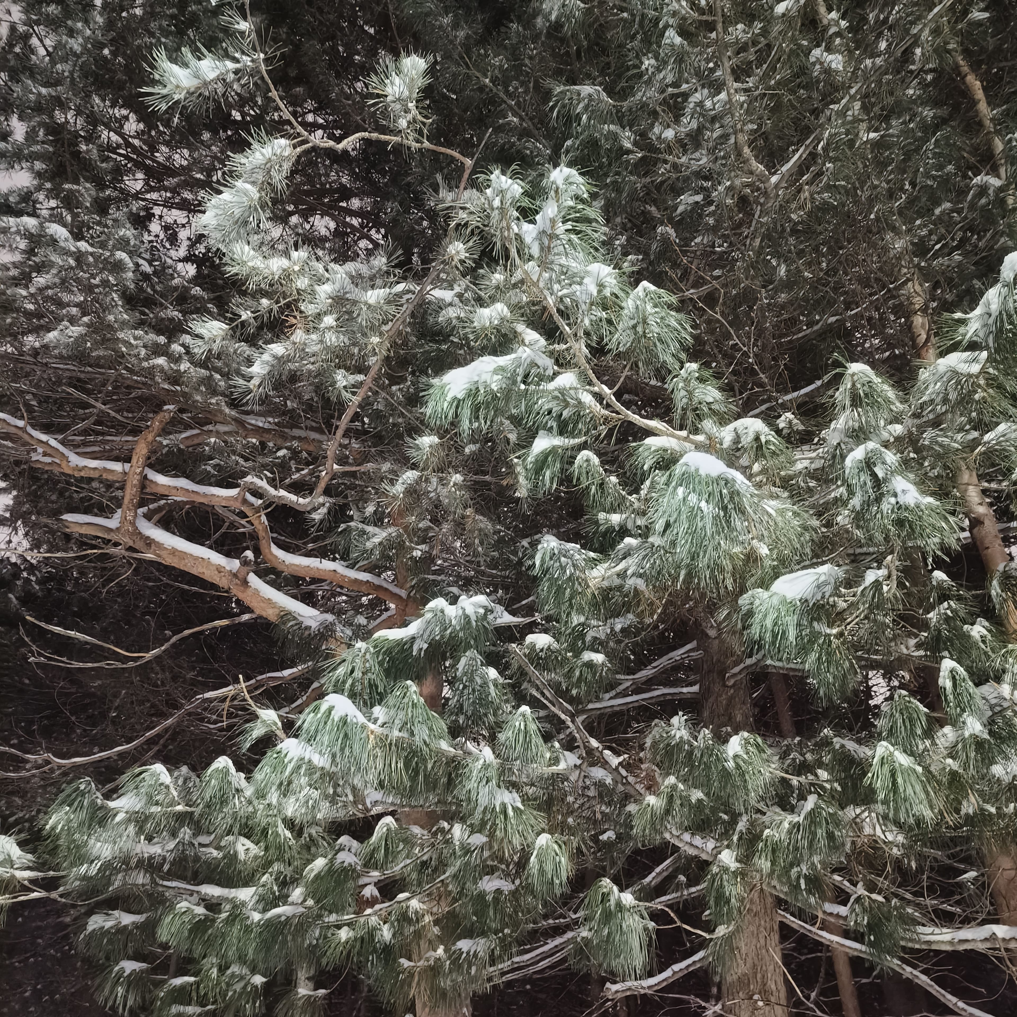 Photo from Surgut: snowy park 5.