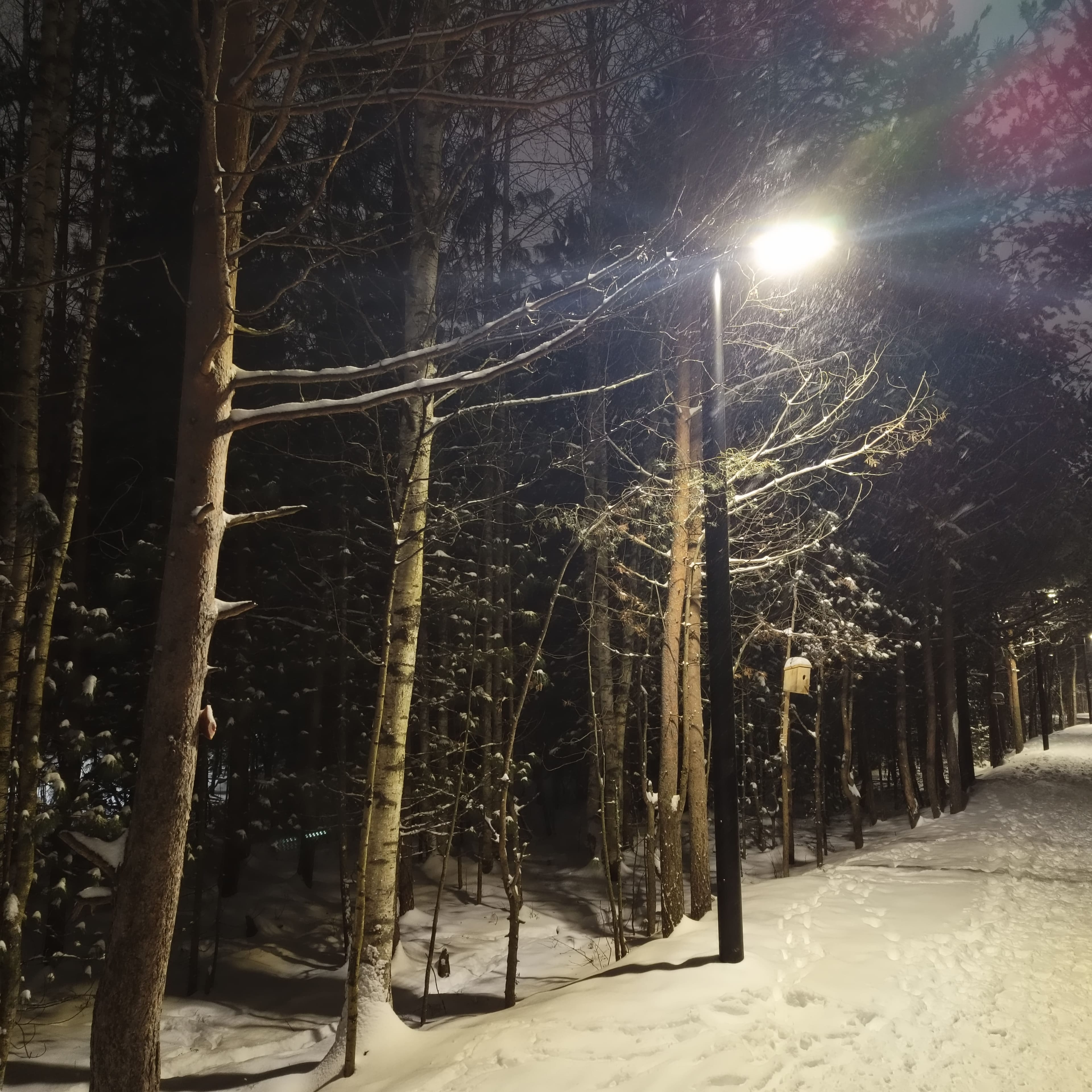 Photo from Surgut: snowy park 8.
