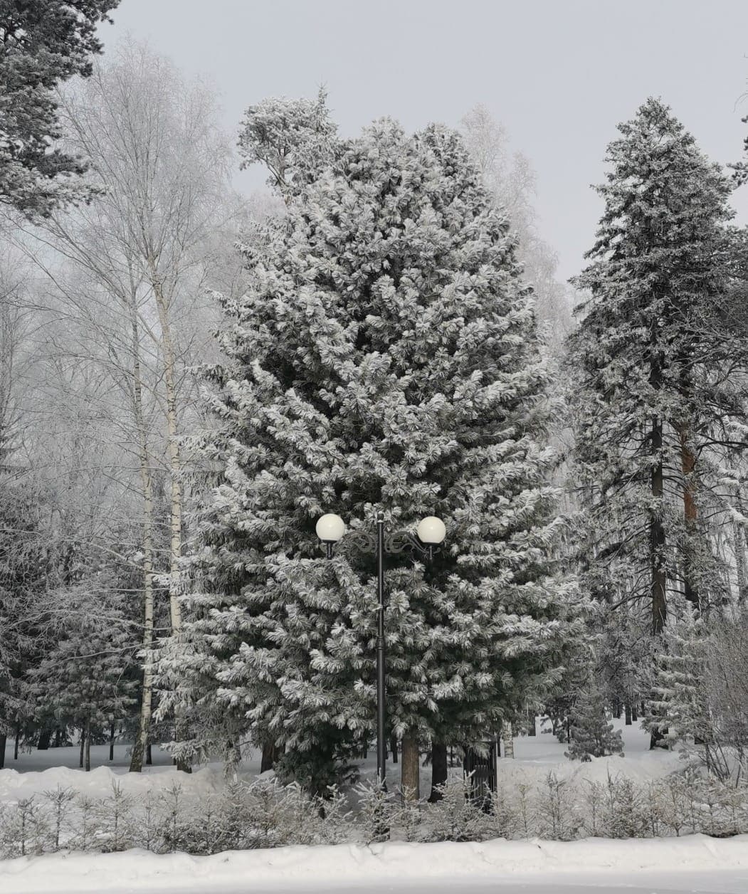 Photo from Tomsk: snowy 5.