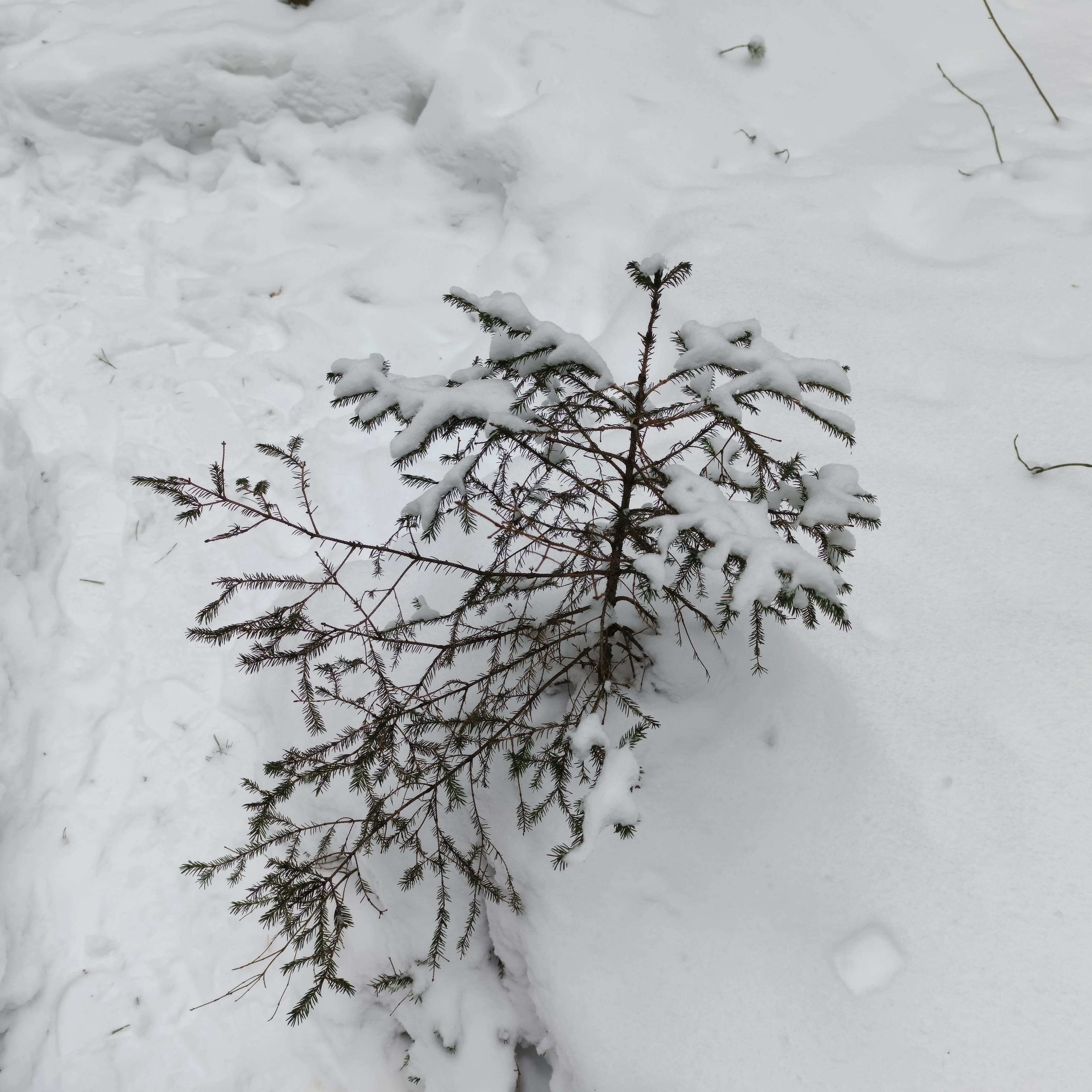 Photo from Tomsk: snowy.