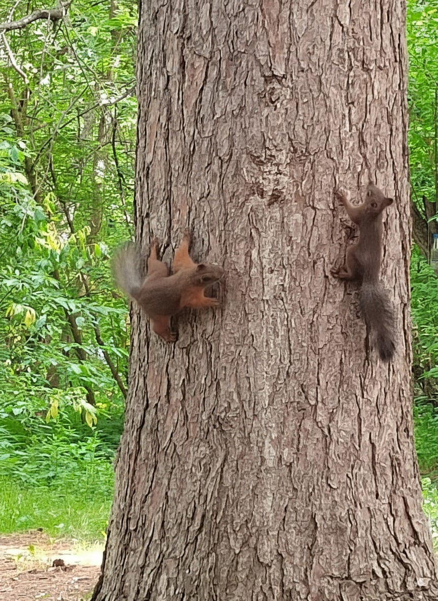Photo from Tomsk: squirrels.